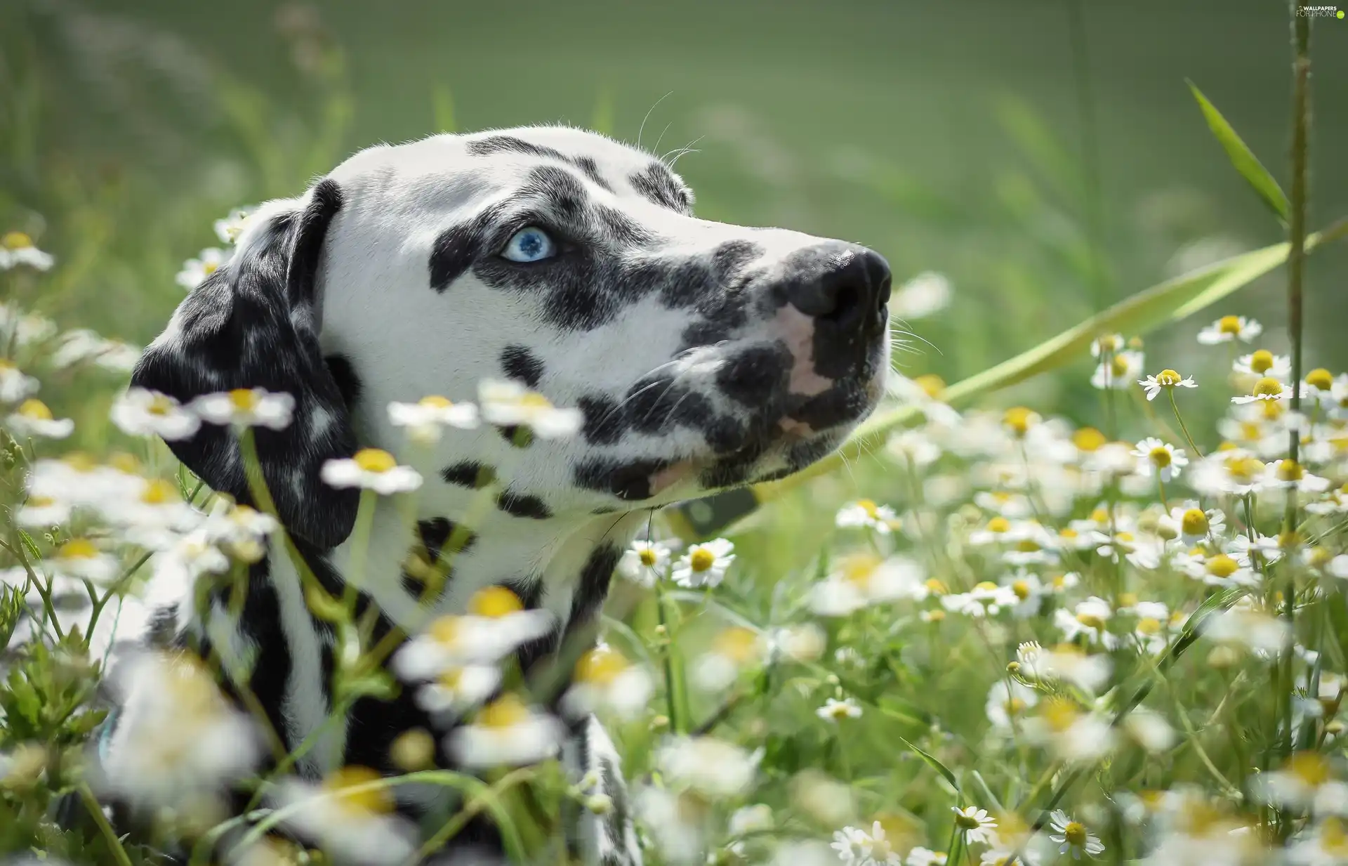 chamomile, dog, Dalmatian