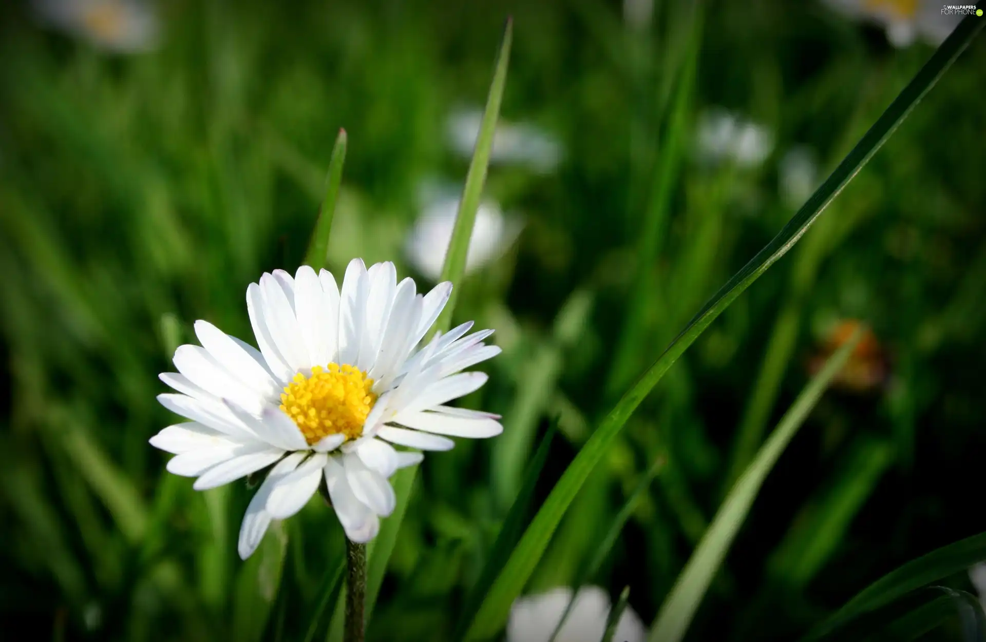 daisy, Meadow, grass