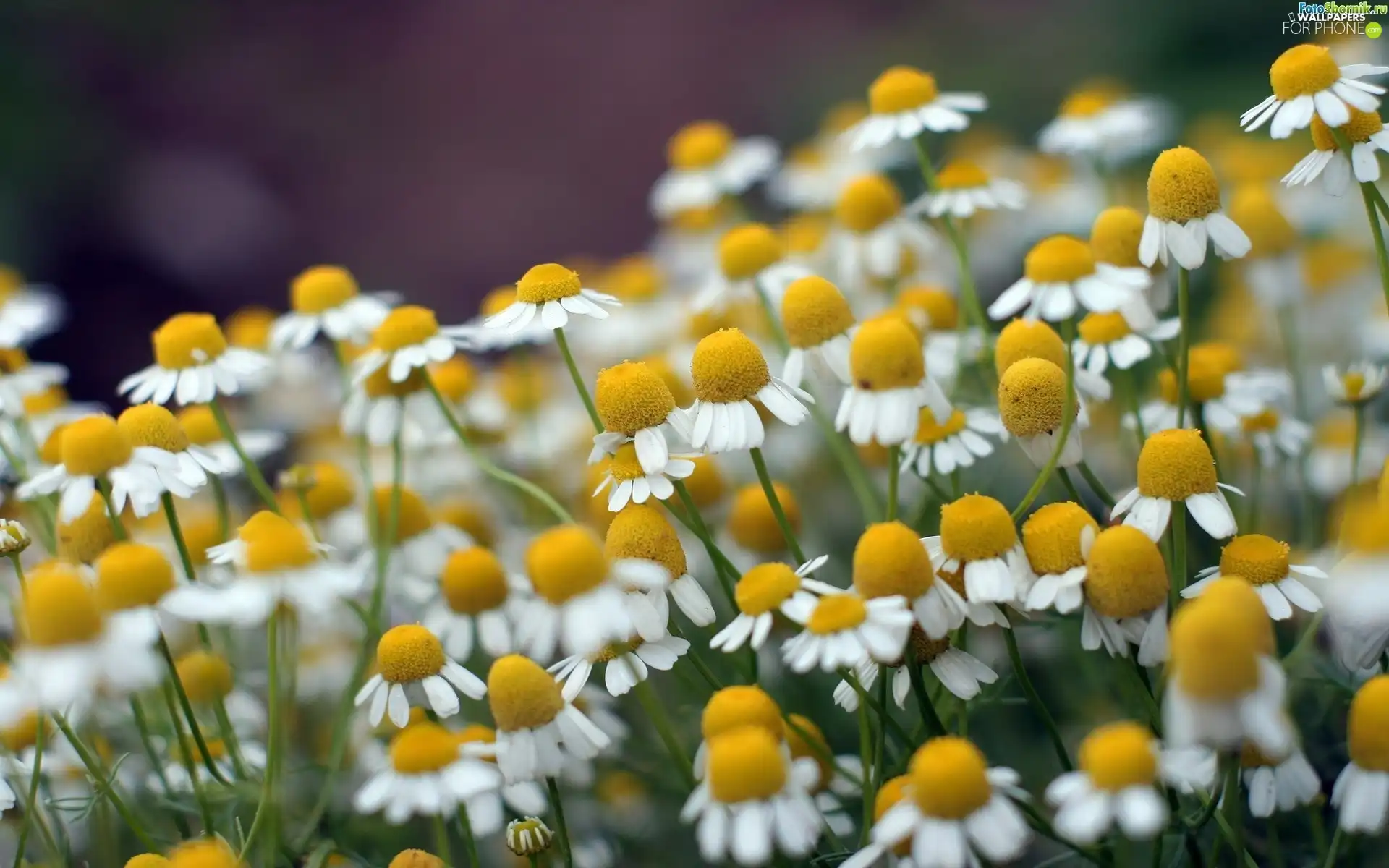 Chamomile Common, Meadow