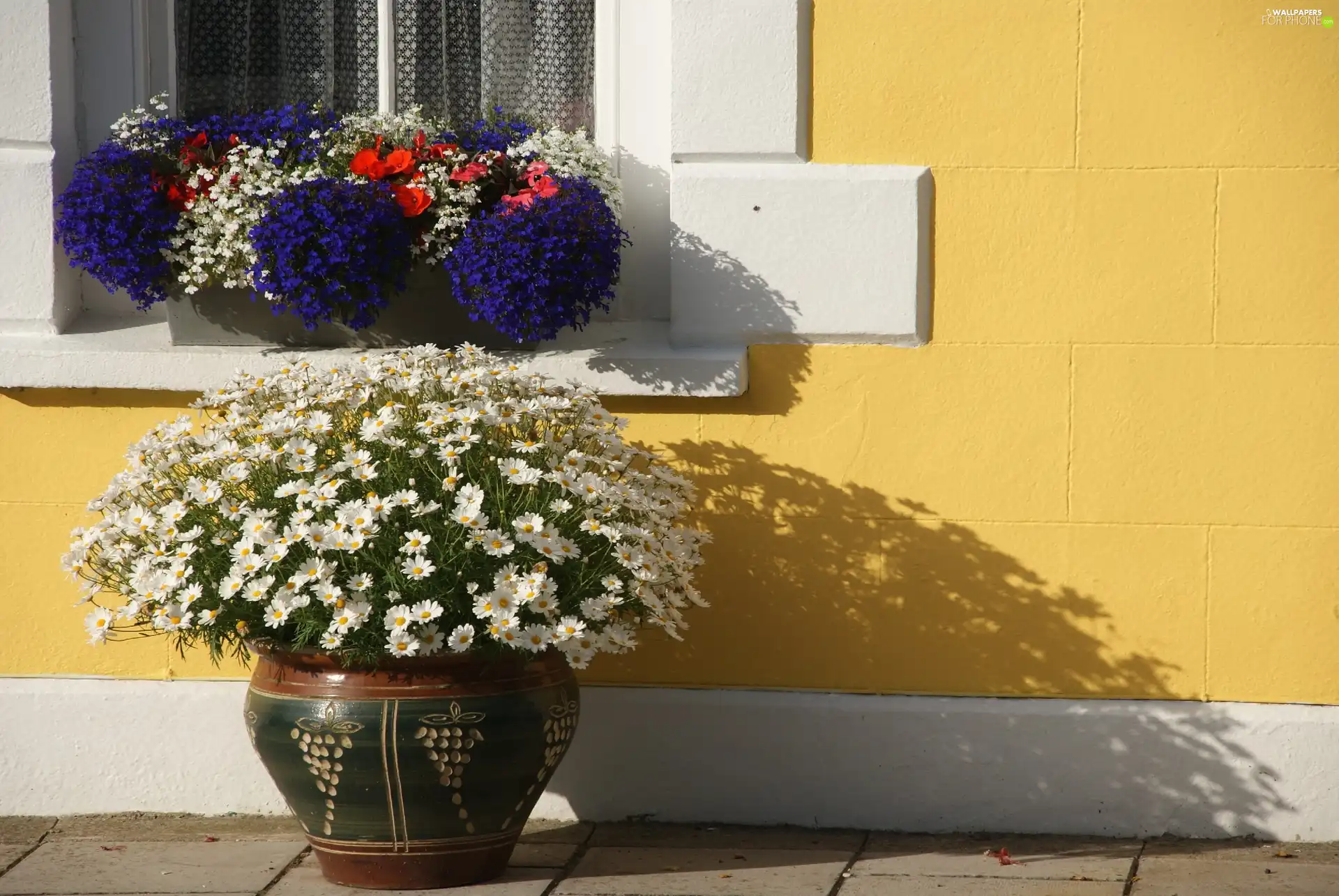 Window, lobelia, chamomile, pots