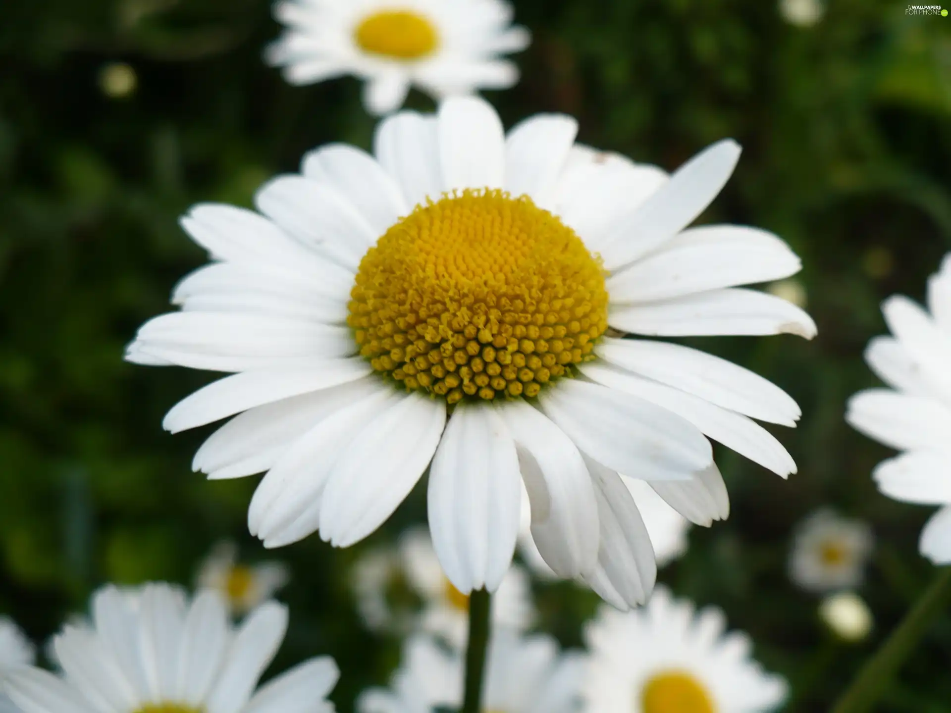 Daisy