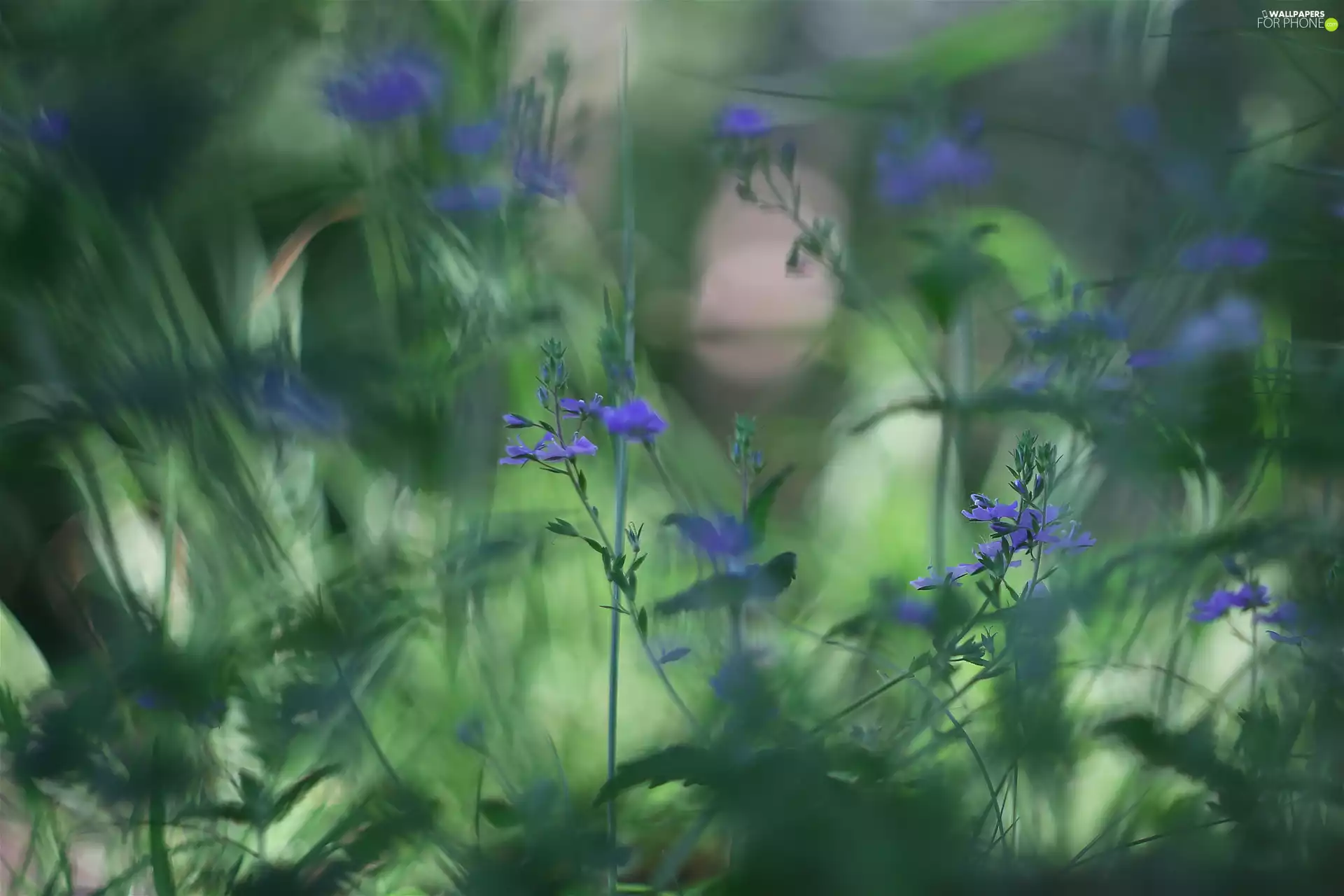 Blue, Flowers, blur, change