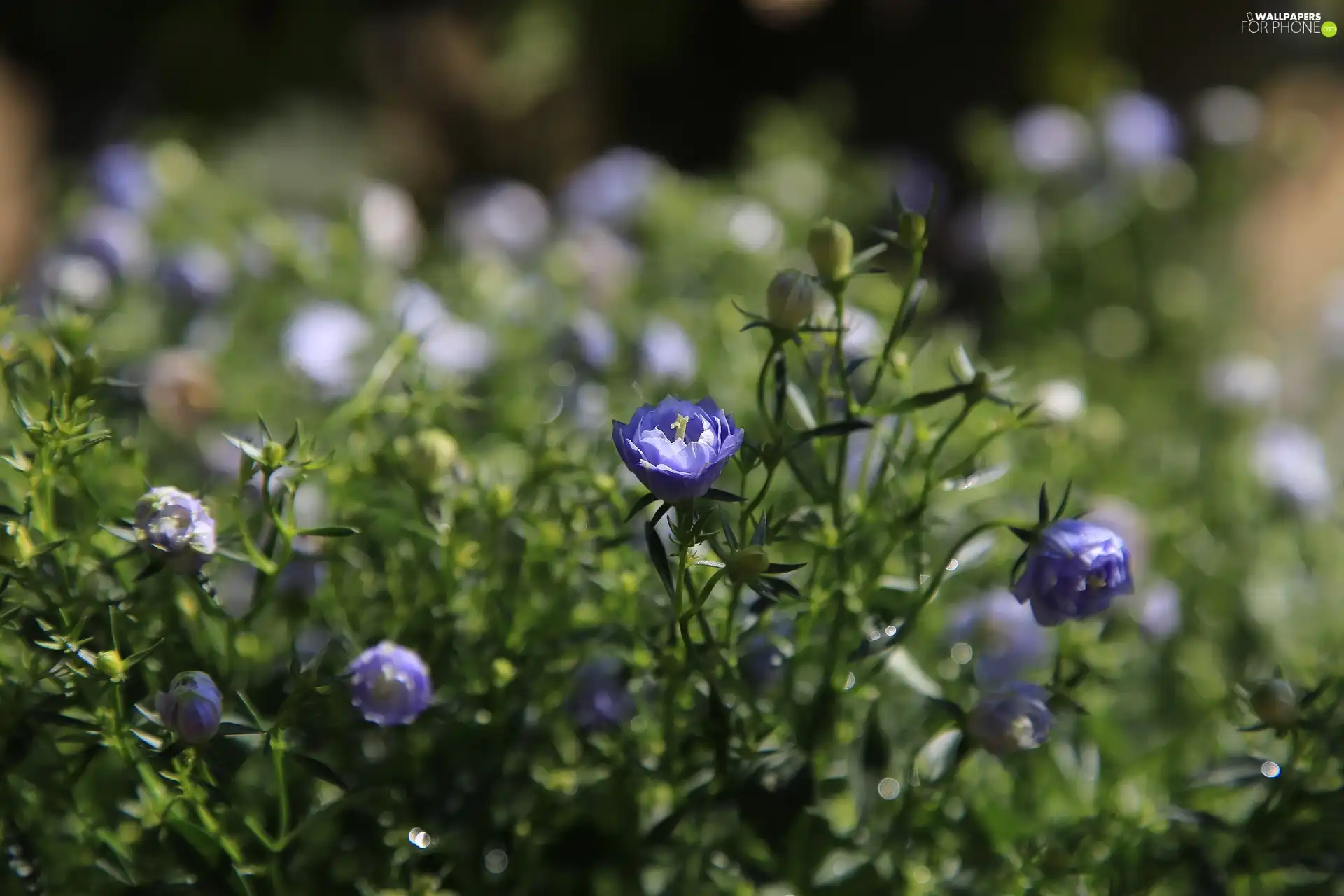 Blue, Flowers, rapprochement, change