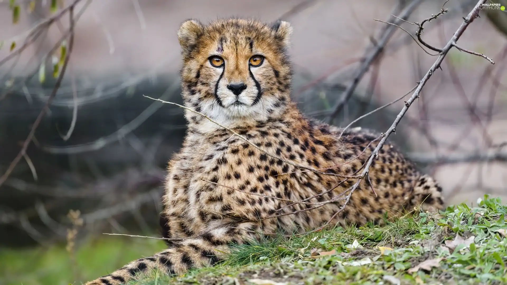 Cheetah, branch pics