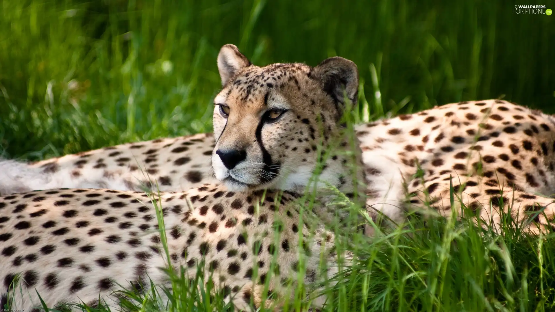 resting, Cheetah