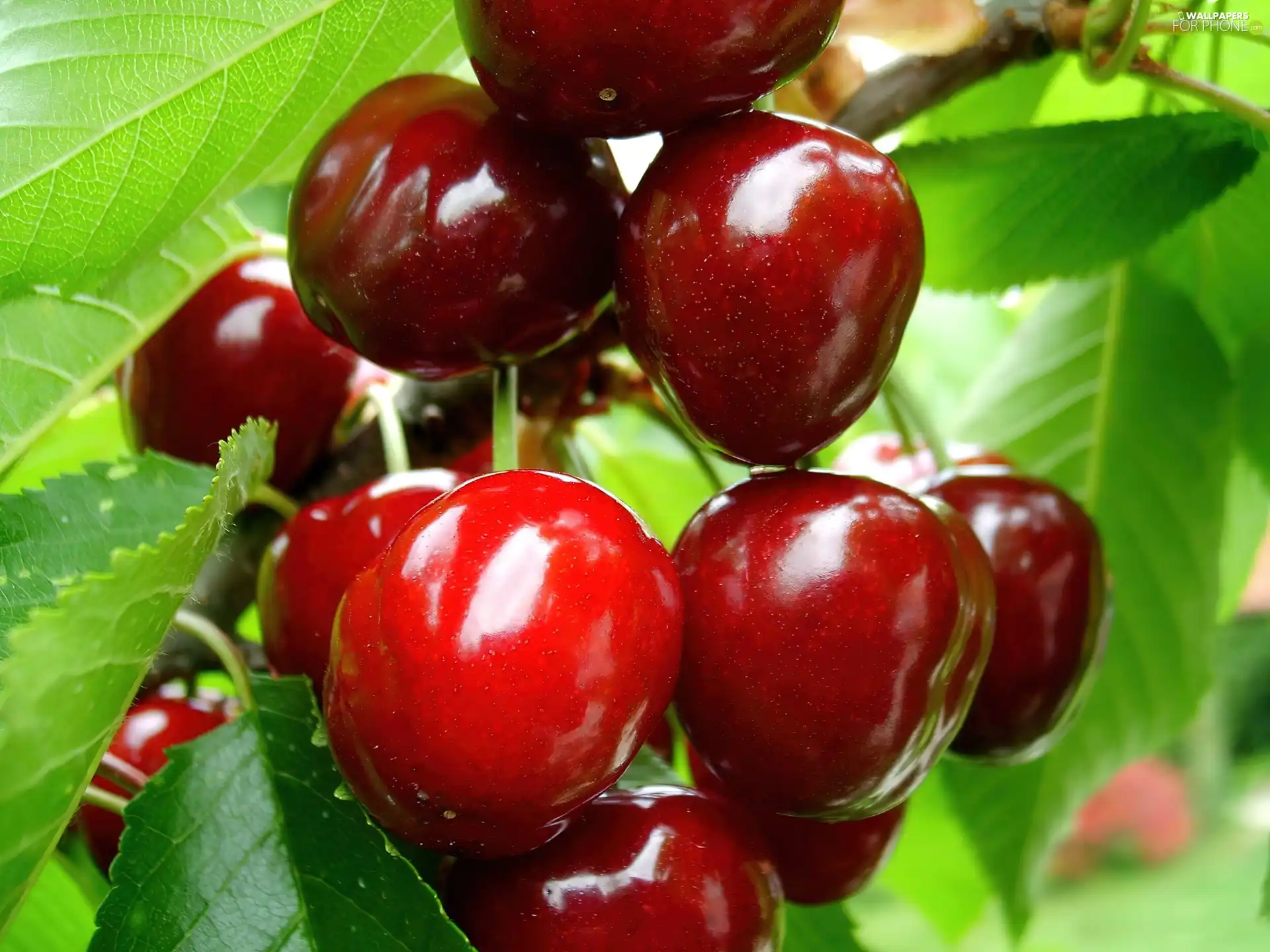 cherries