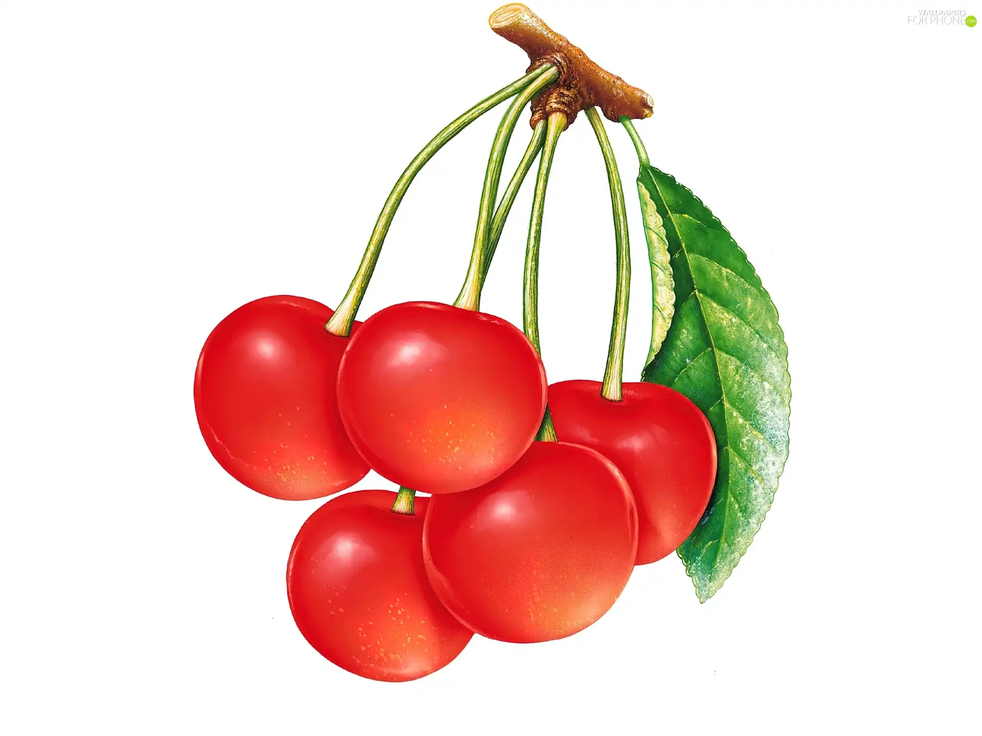 leaf, cherries
