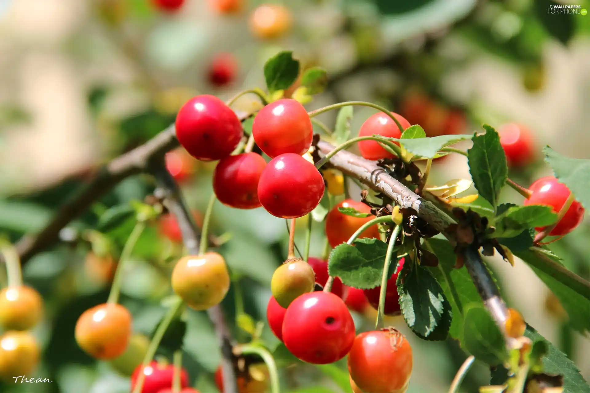 maturing, cherries