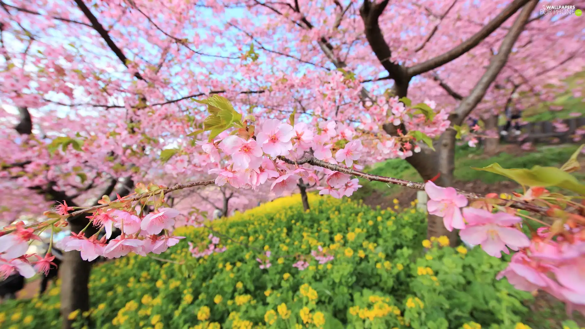 cherry, Japan, Blossoming