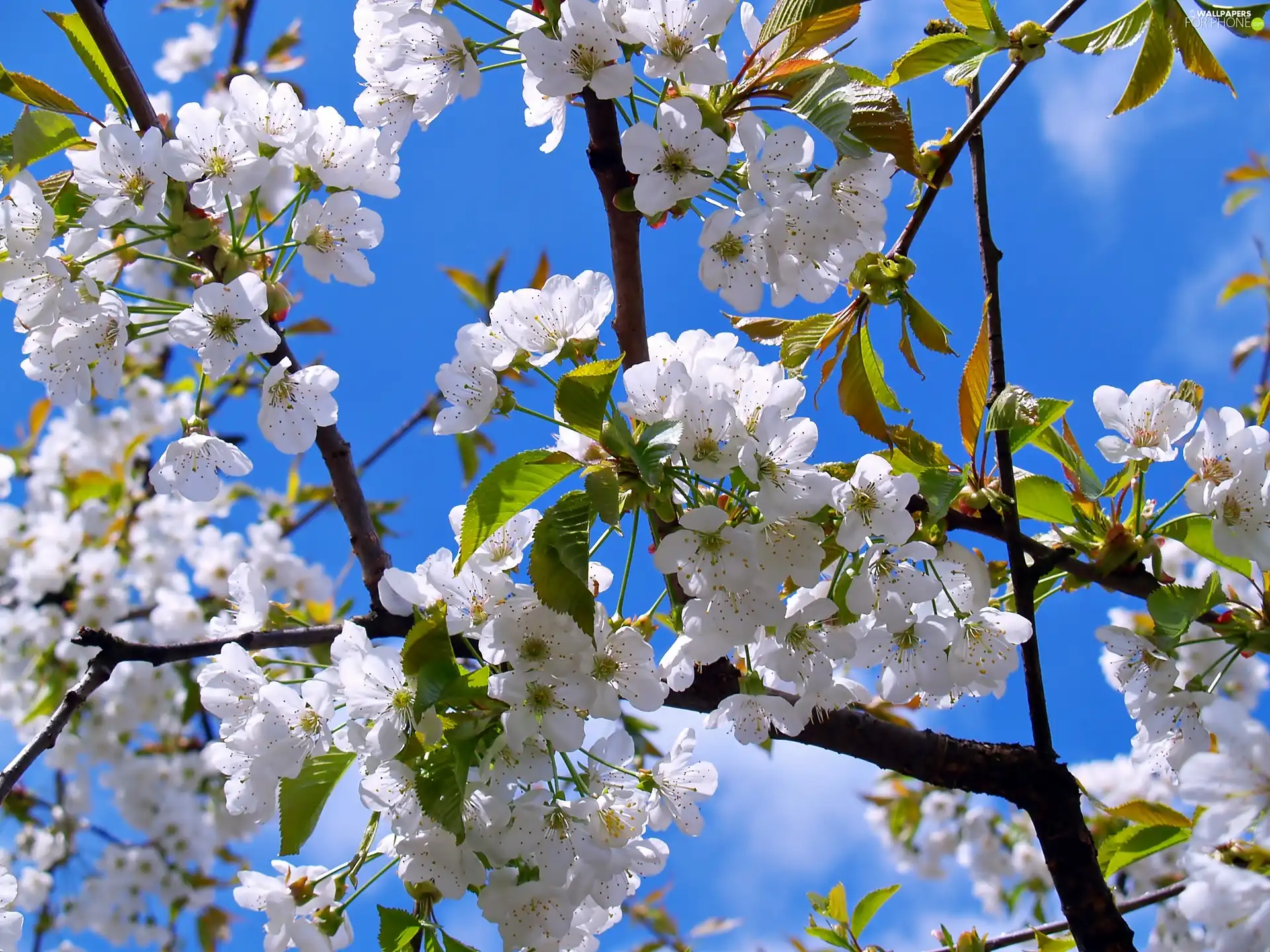 cherry, Spring, Blossoming