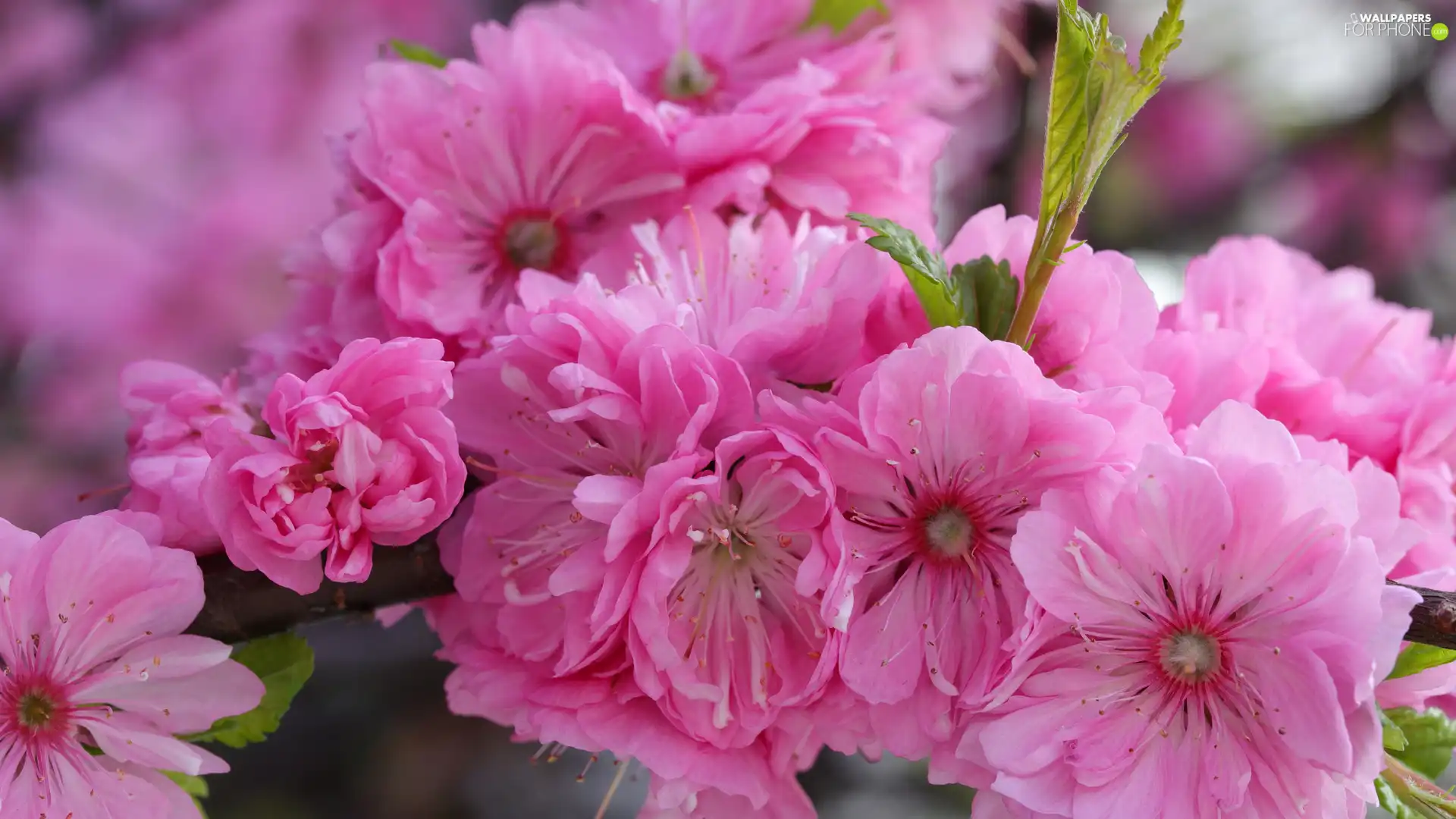 Pink, cherry, Fruit Tree, Flowers