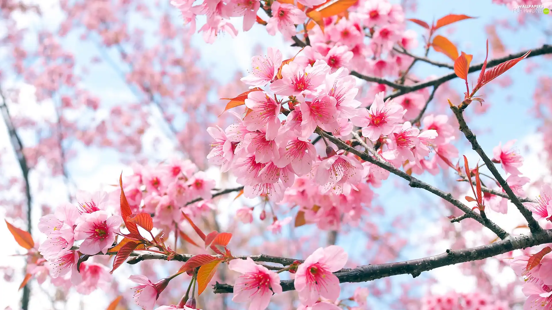 trees, Twigs, Flowers, cherry