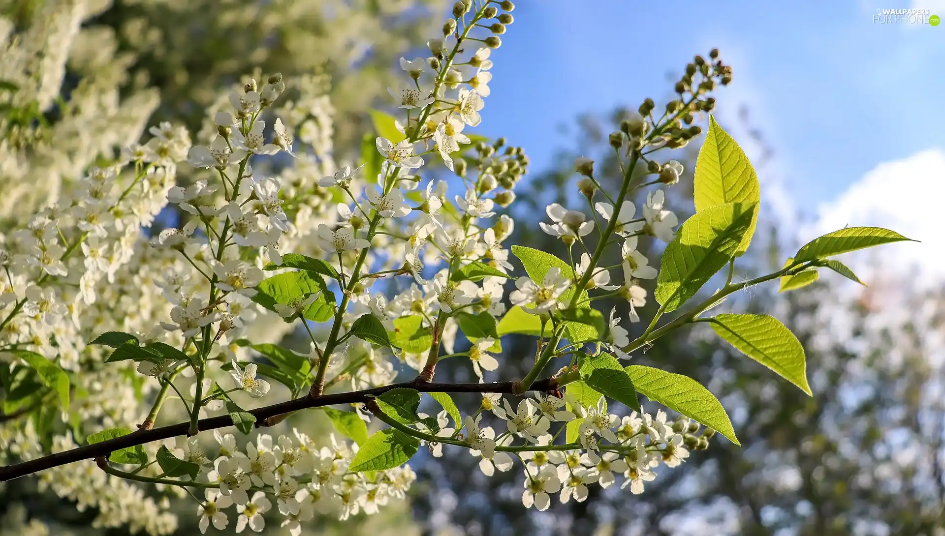Bird Cherry, Twigs, leaves, Flowers