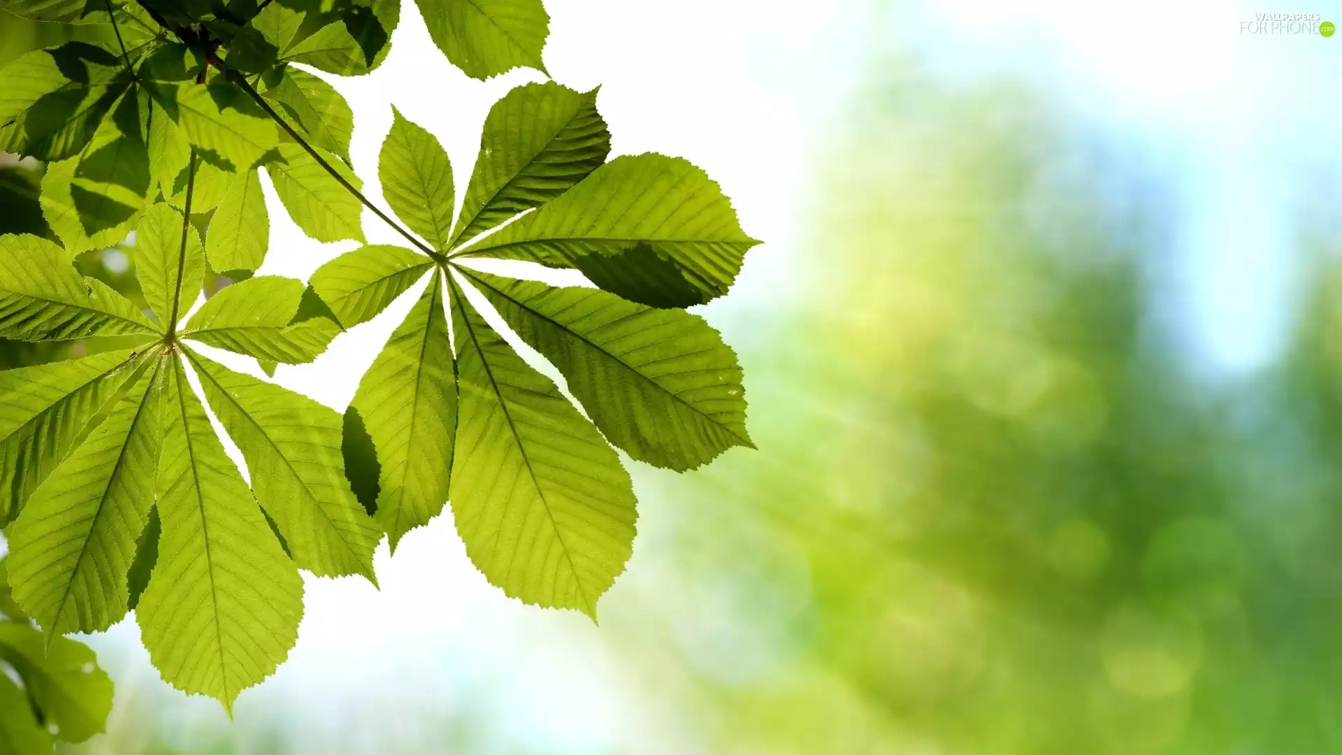 blurry background, Leaf, chestnut