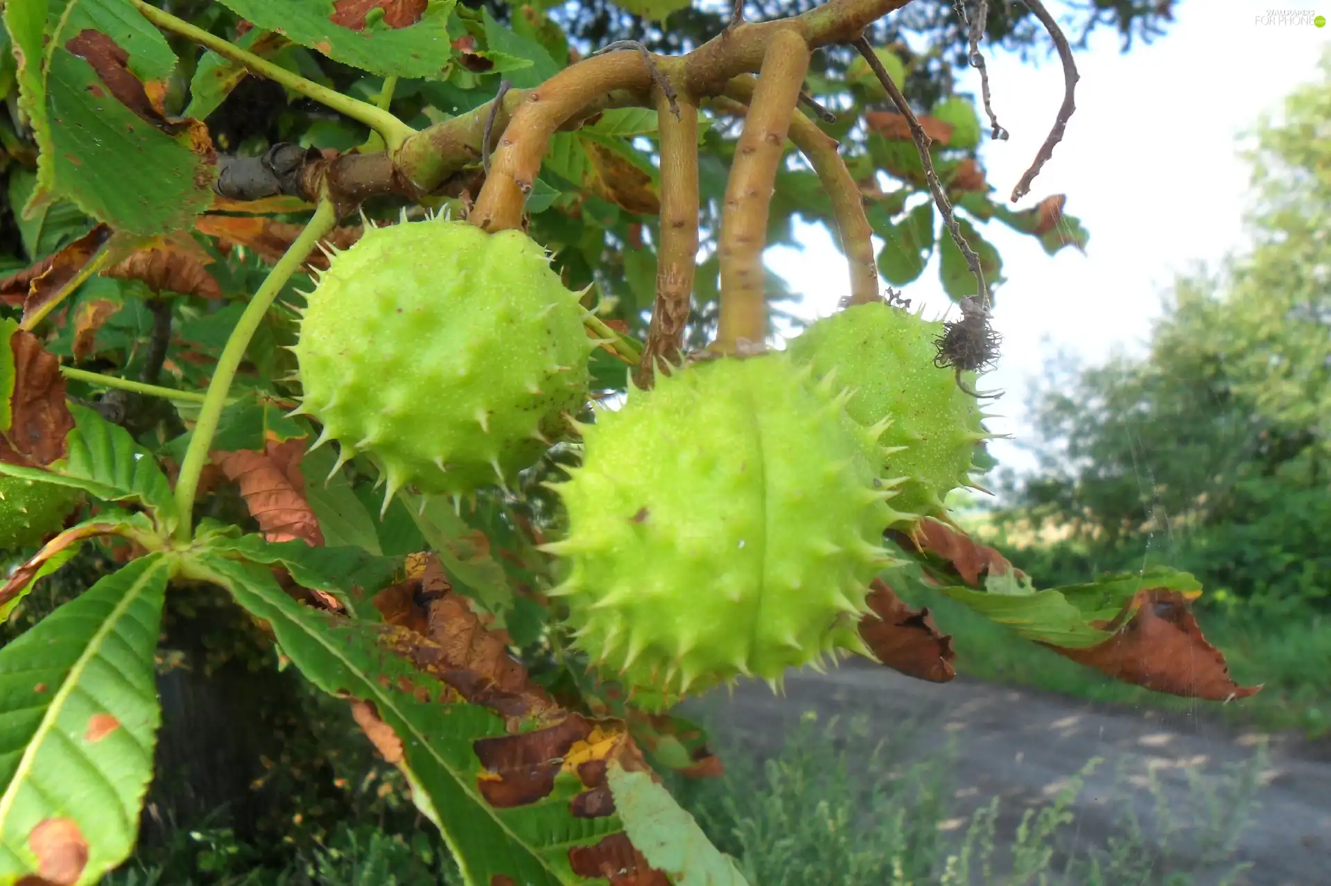 chestnut, maturing, Fruits