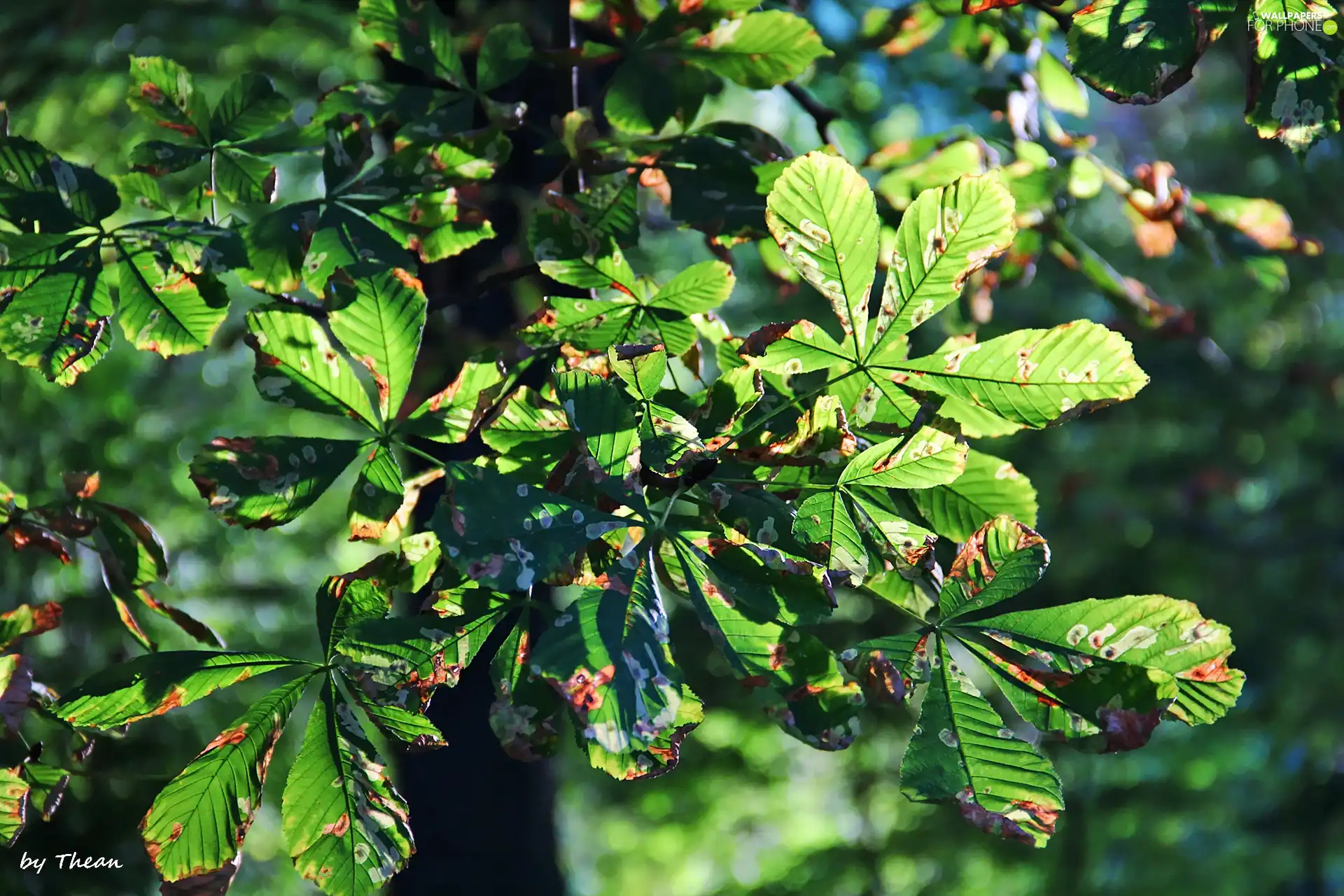 Leaf, chestnut