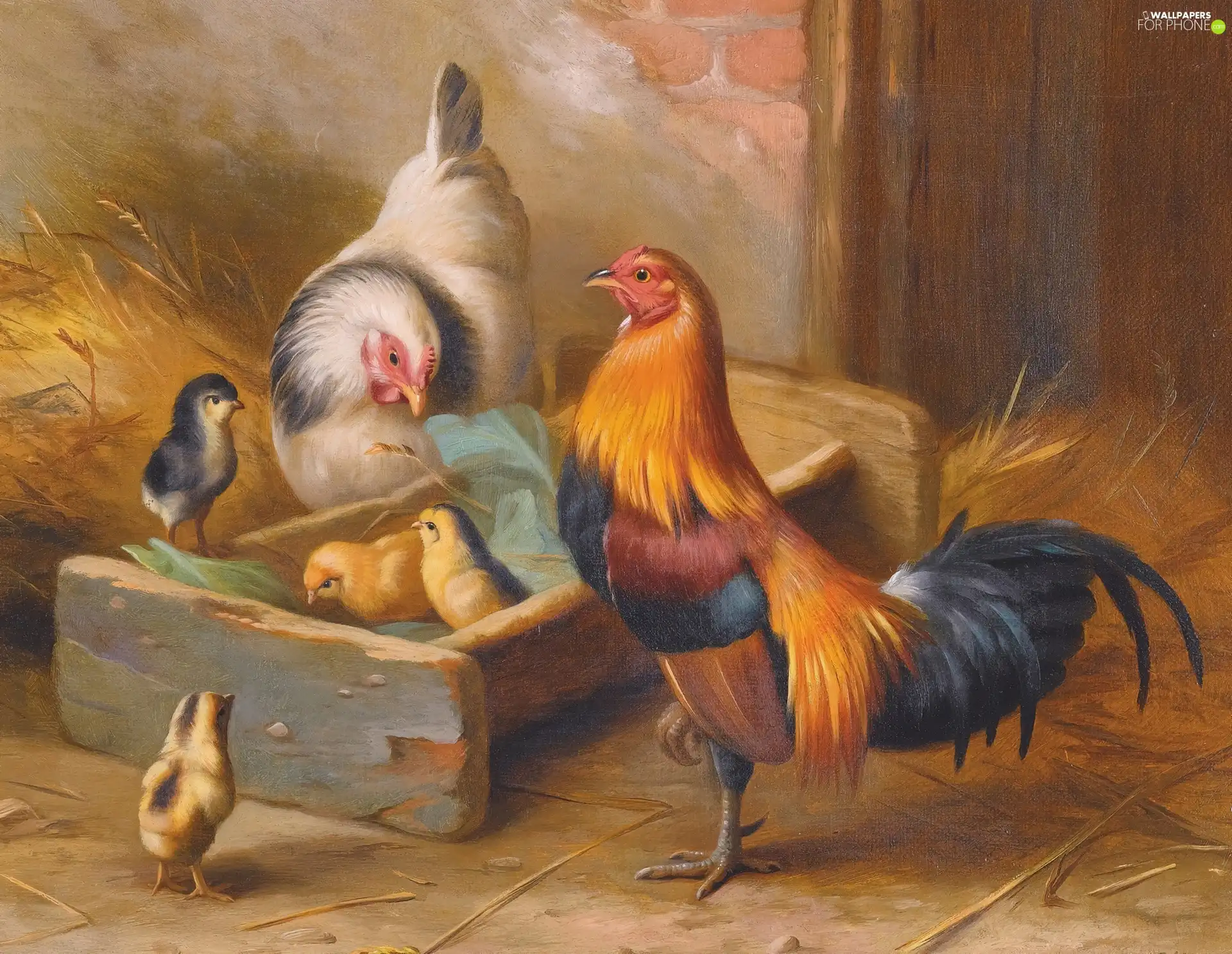 rooster, chickens, Edgar Hunt, chicken