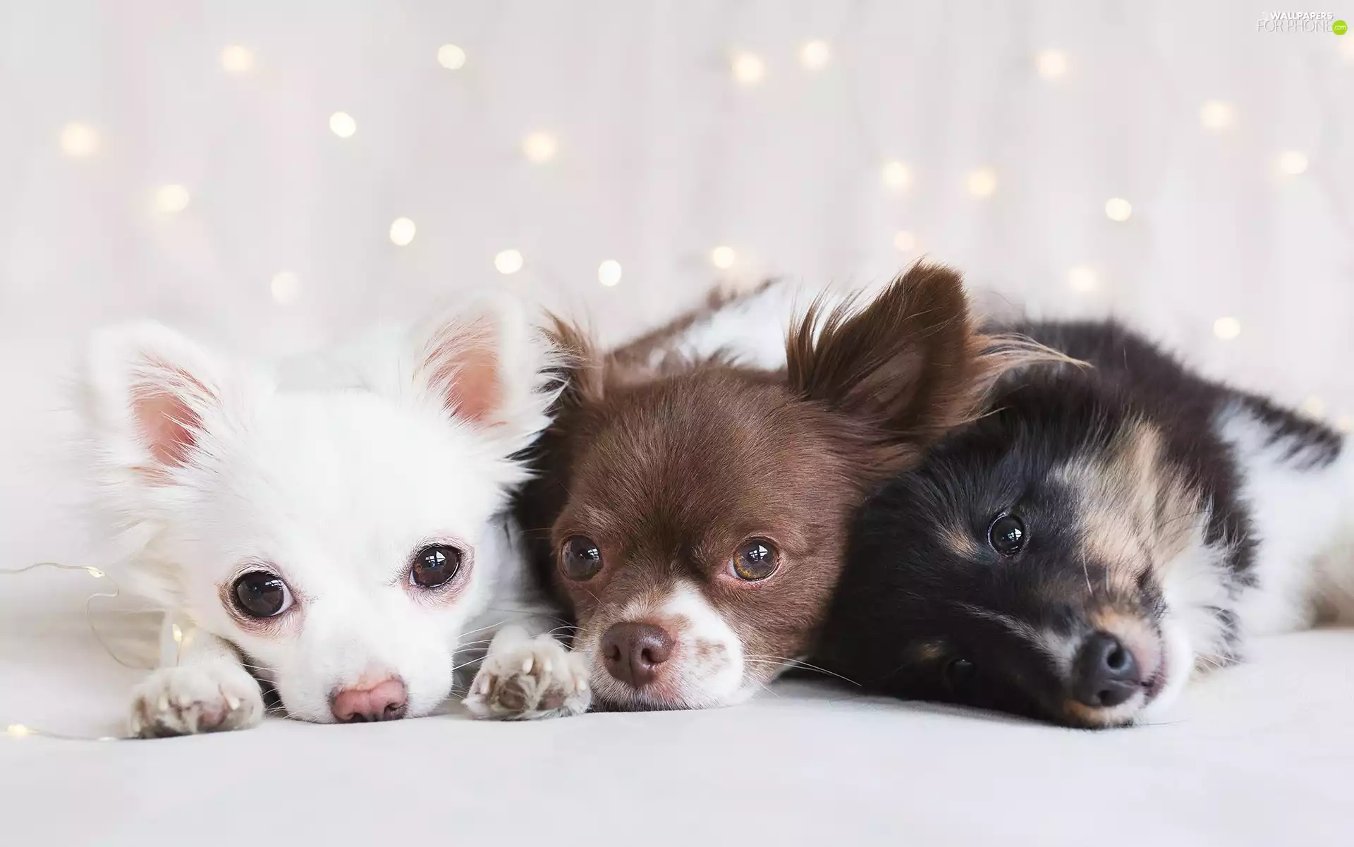 Chihuahua, Dogs, Three