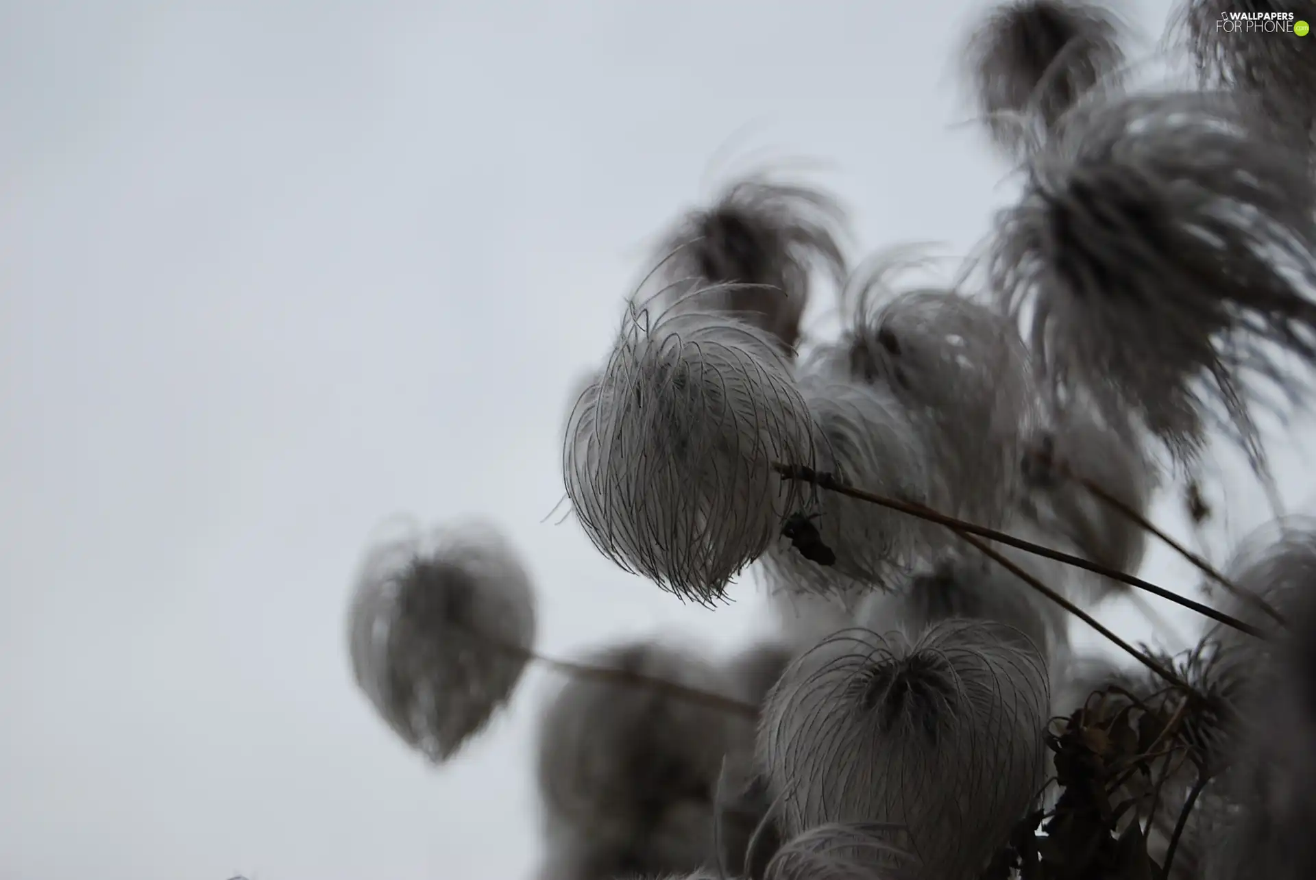 Chinese clematis