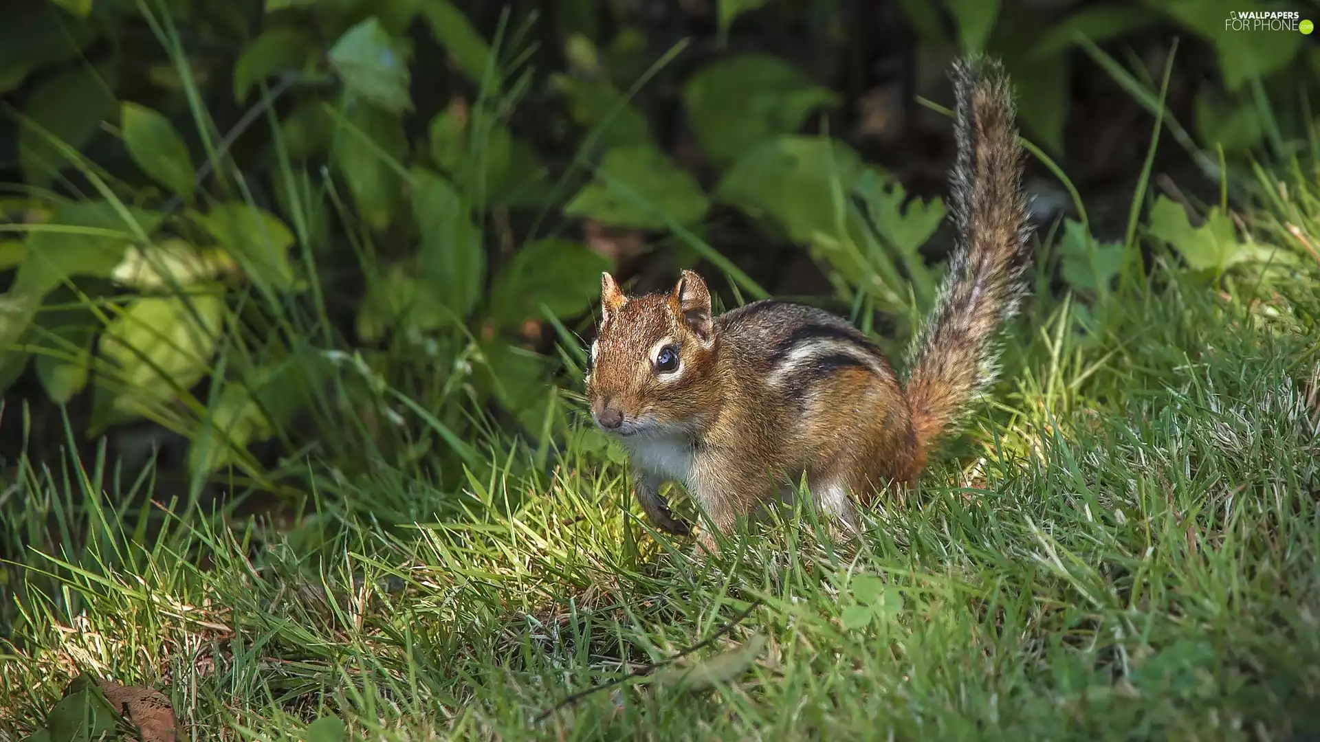 squirrel, grass, Plants, Chipmunk