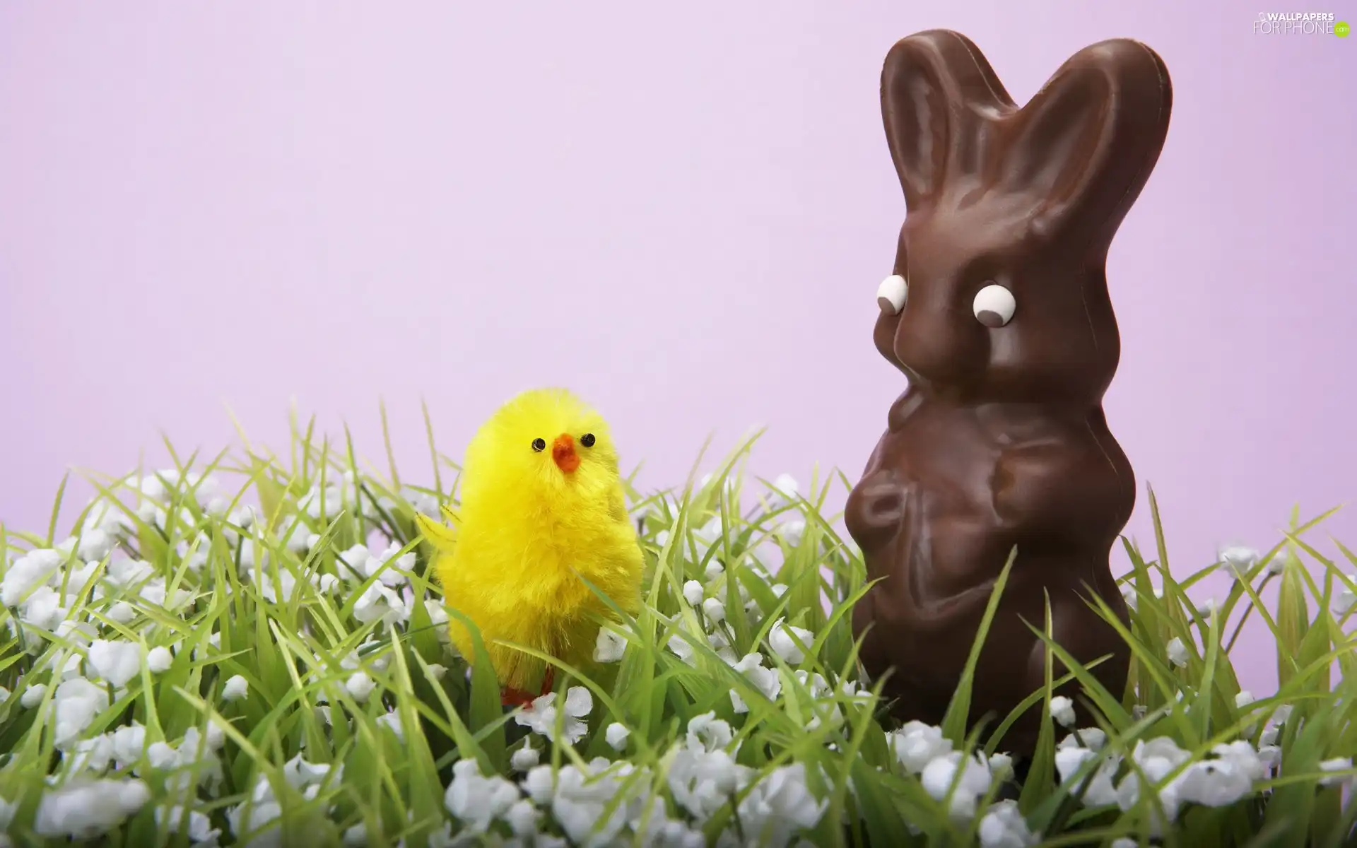 chocolate, chicken, rabbit