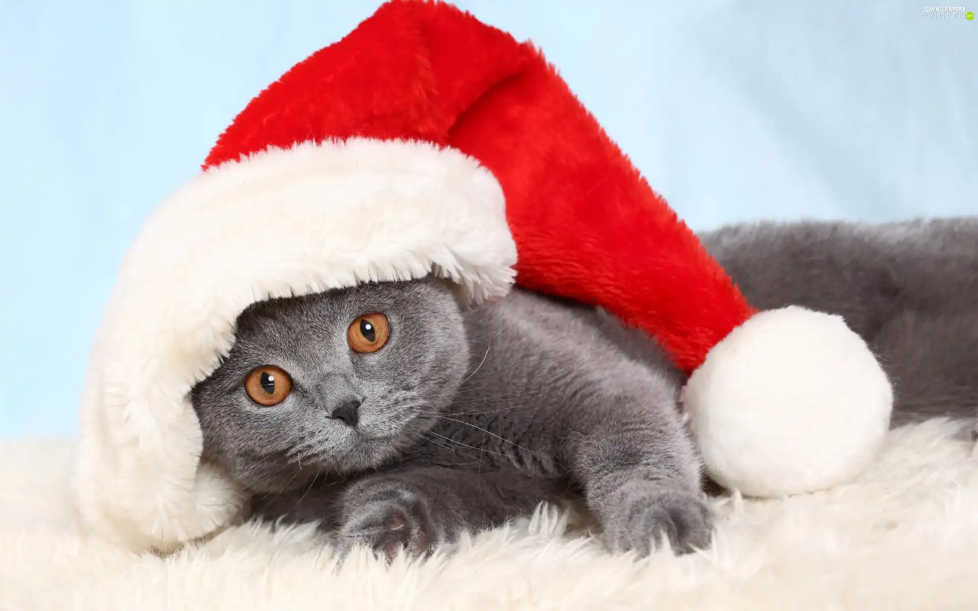 Hat, British Shorthair Cat, Christmas