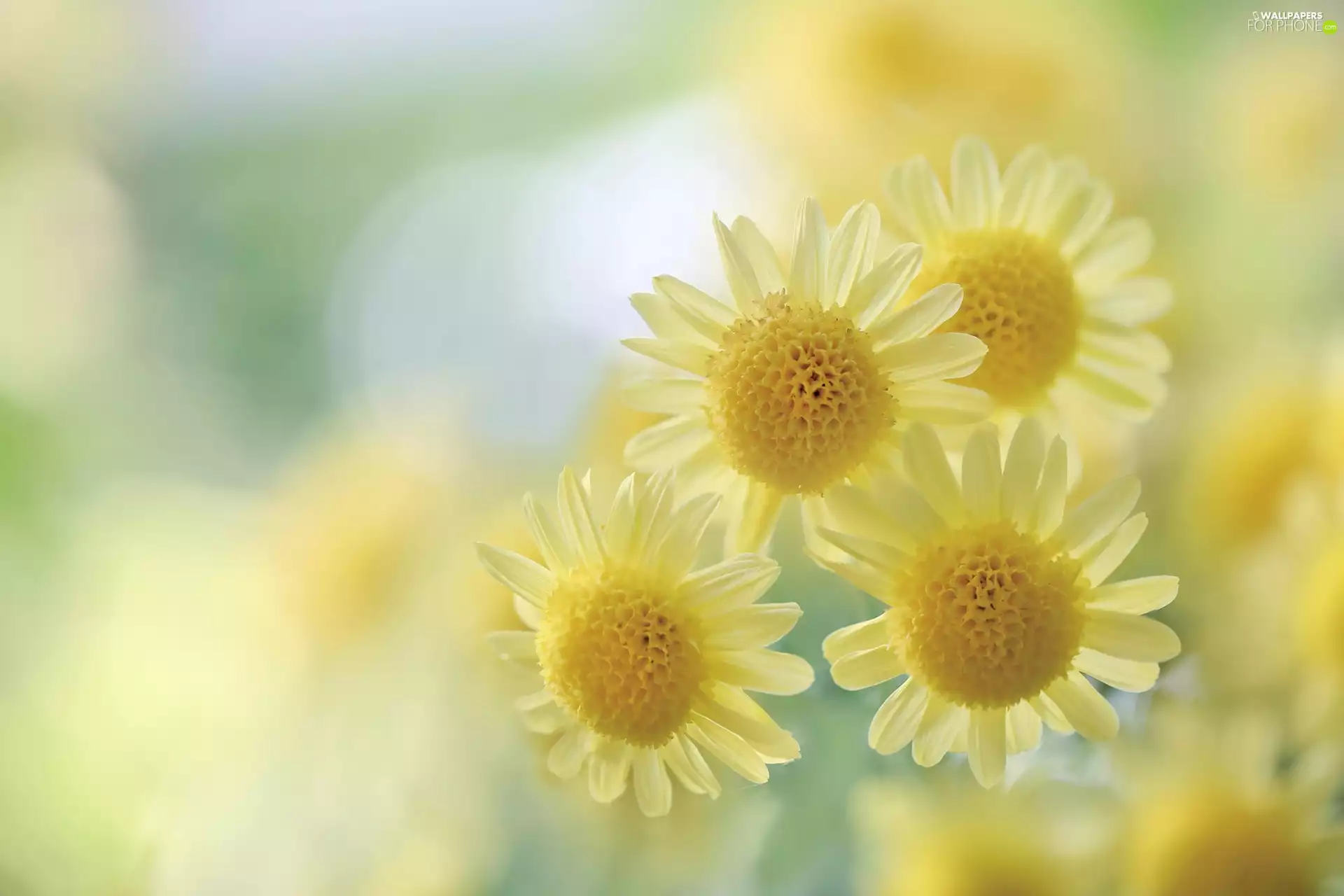 Yellow, Chrysanthemums, Dendranthema lavandulifolium, Flowers