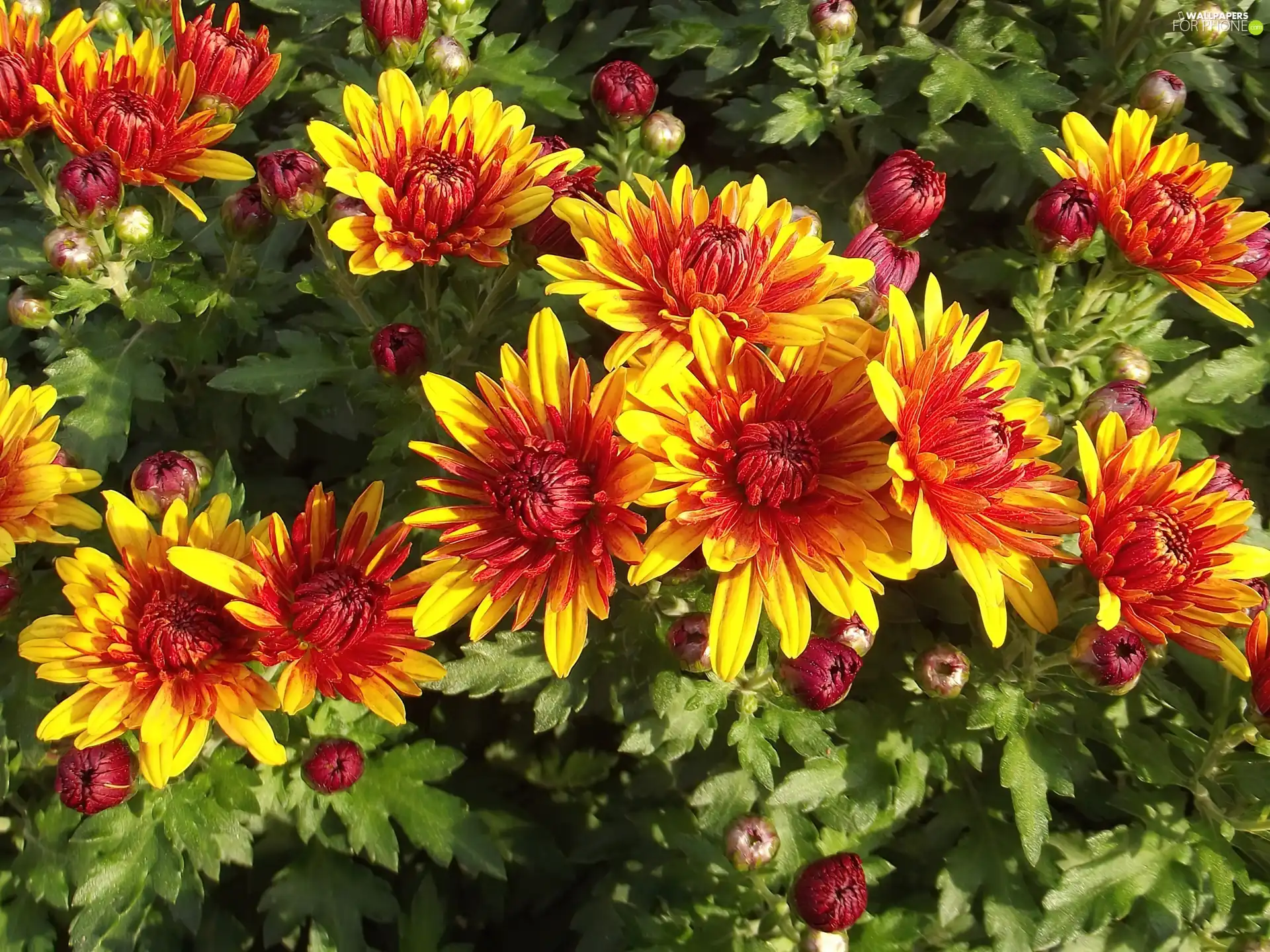 Flowers, Chrysanthemums