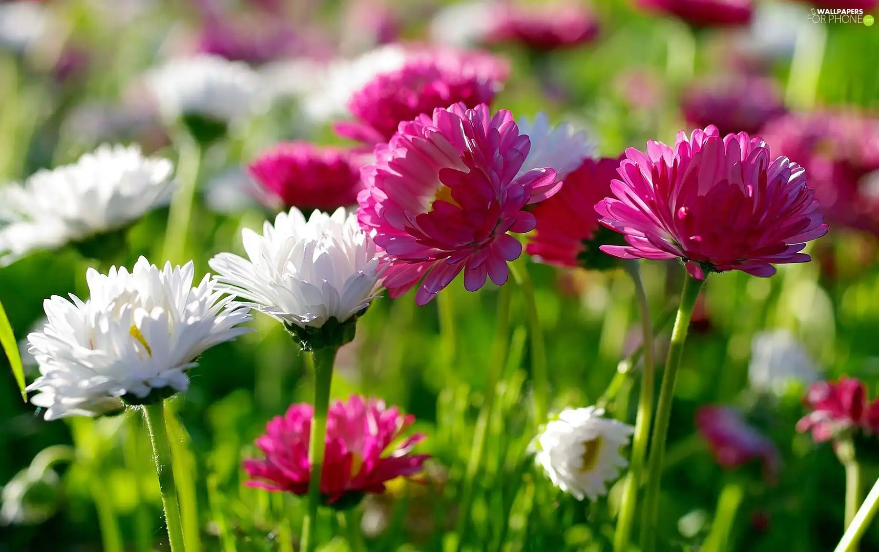 daisies