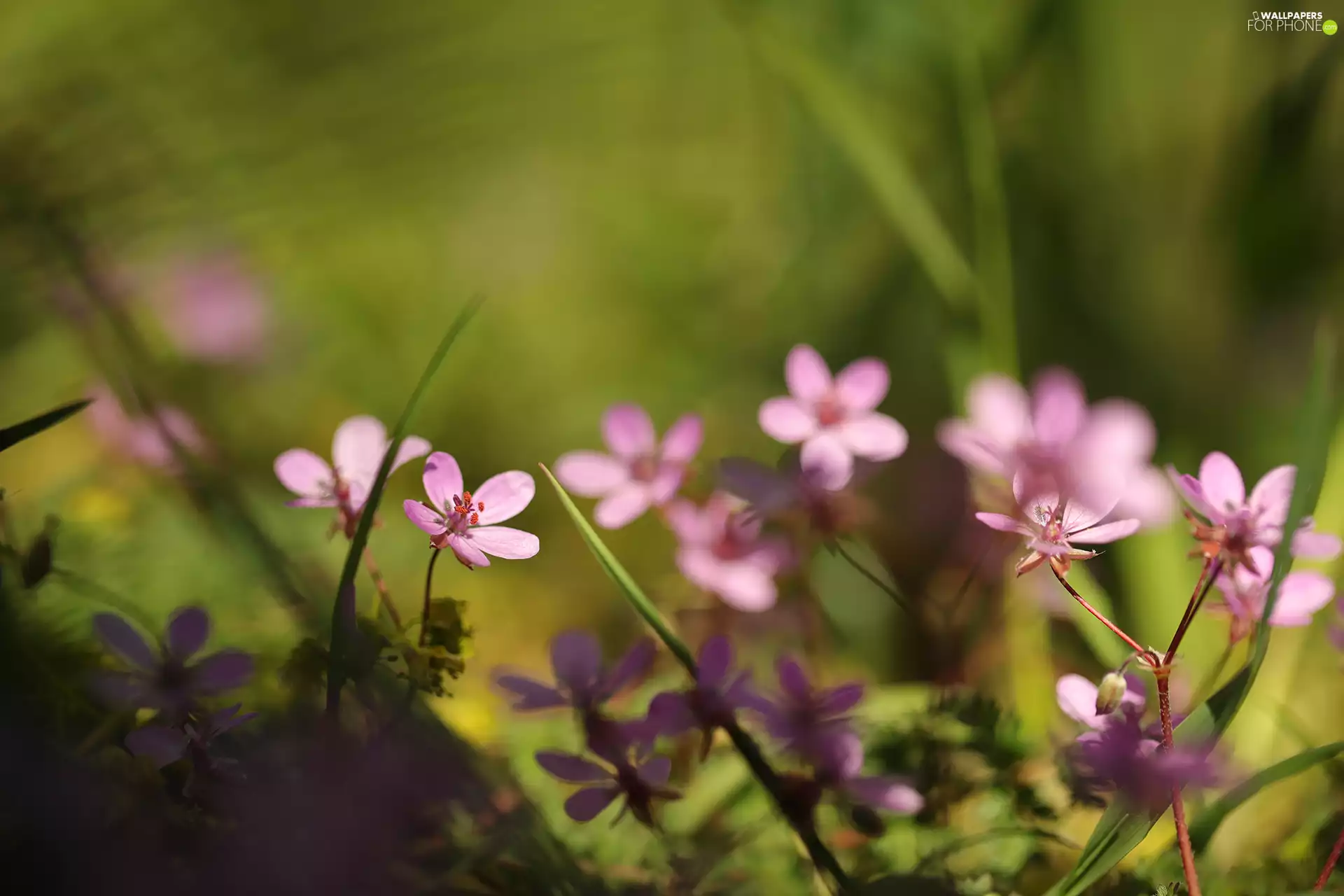 Erodium cicutarium, Flowers, rapprochement, Pink