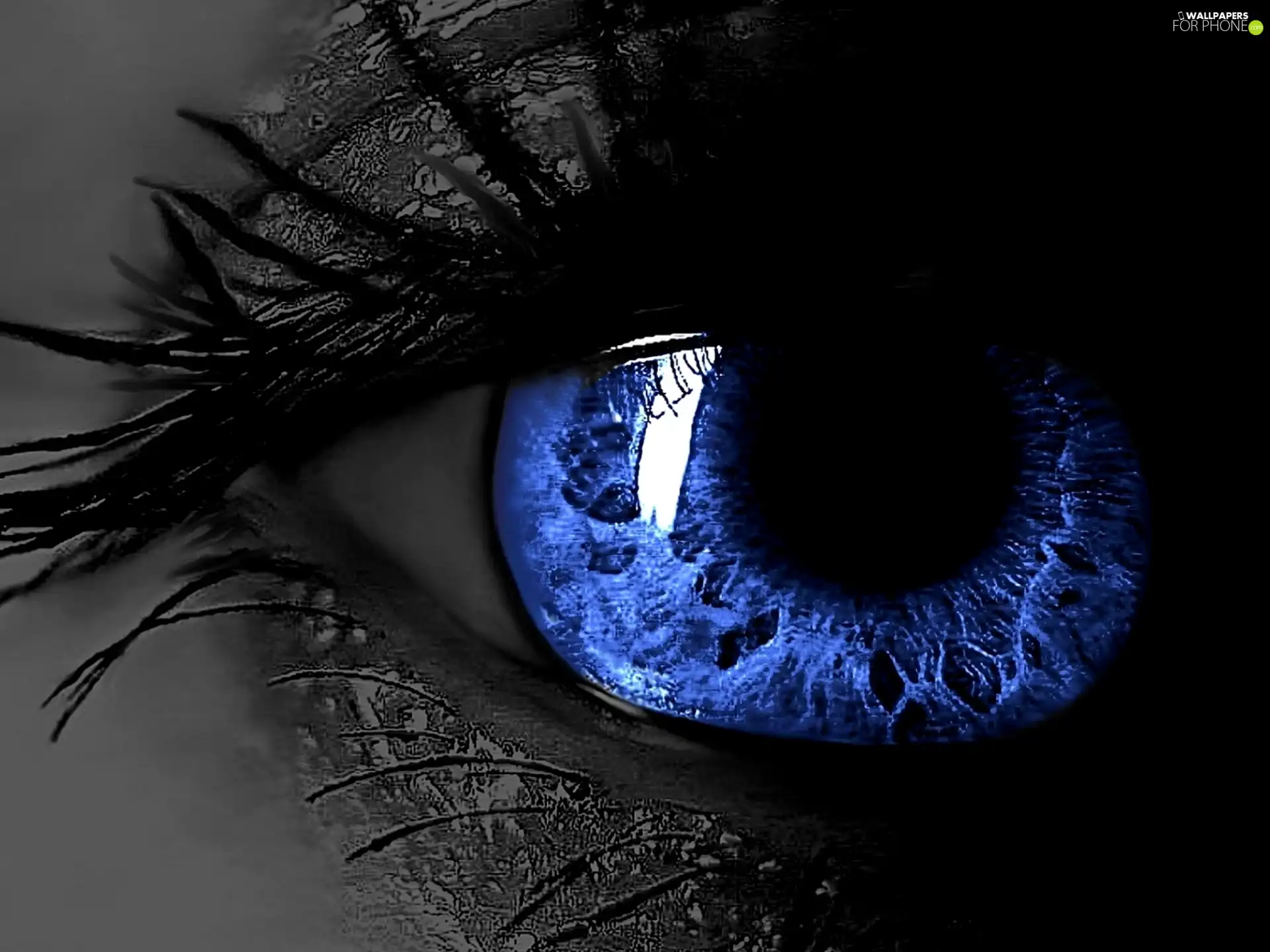 cilia, Blue, eye
