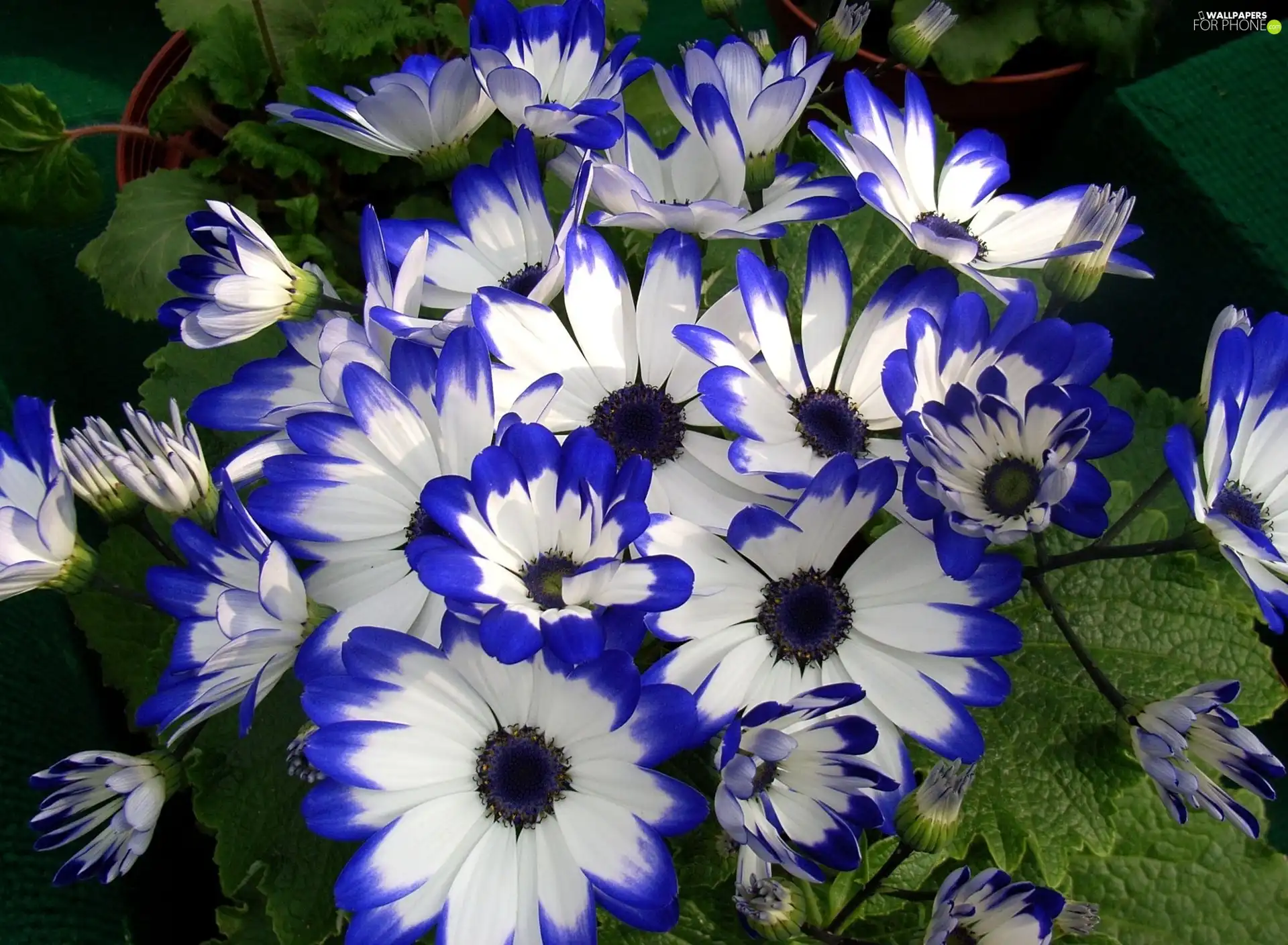 cineraria, blue, White