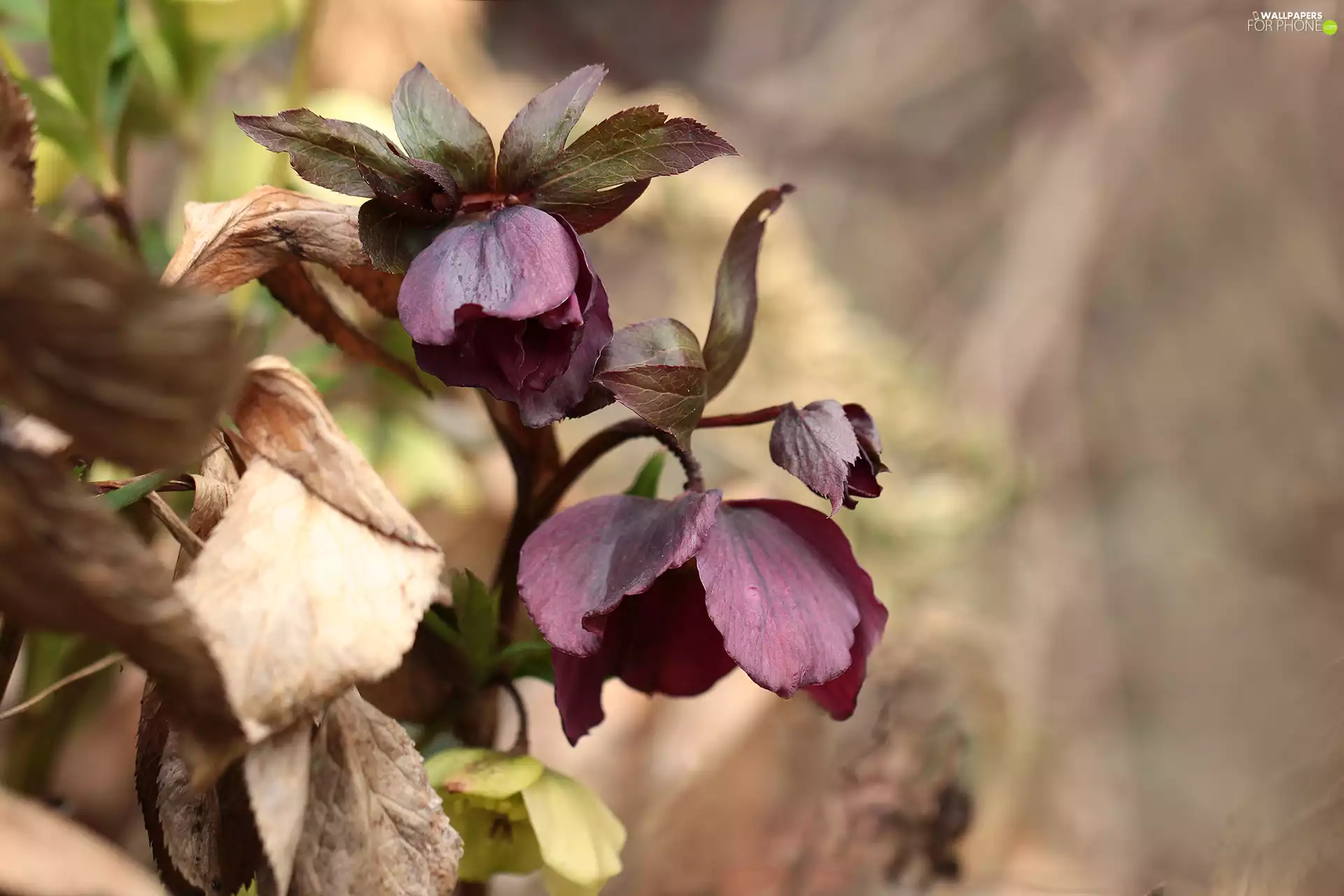 claret, Helleborus