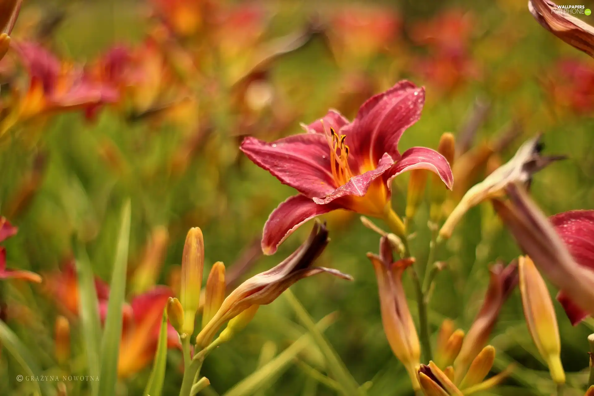 Daylilies, claret