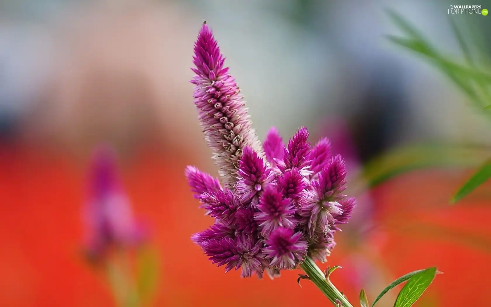 The herb, Colourfull Flowers, Celosia, claret