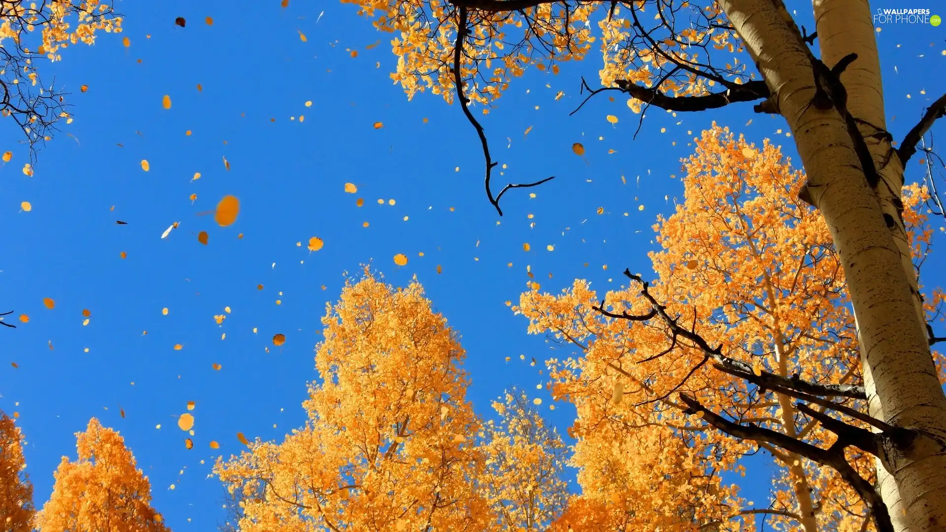 viewes, autumn, clean, Sky, Leaf, trees