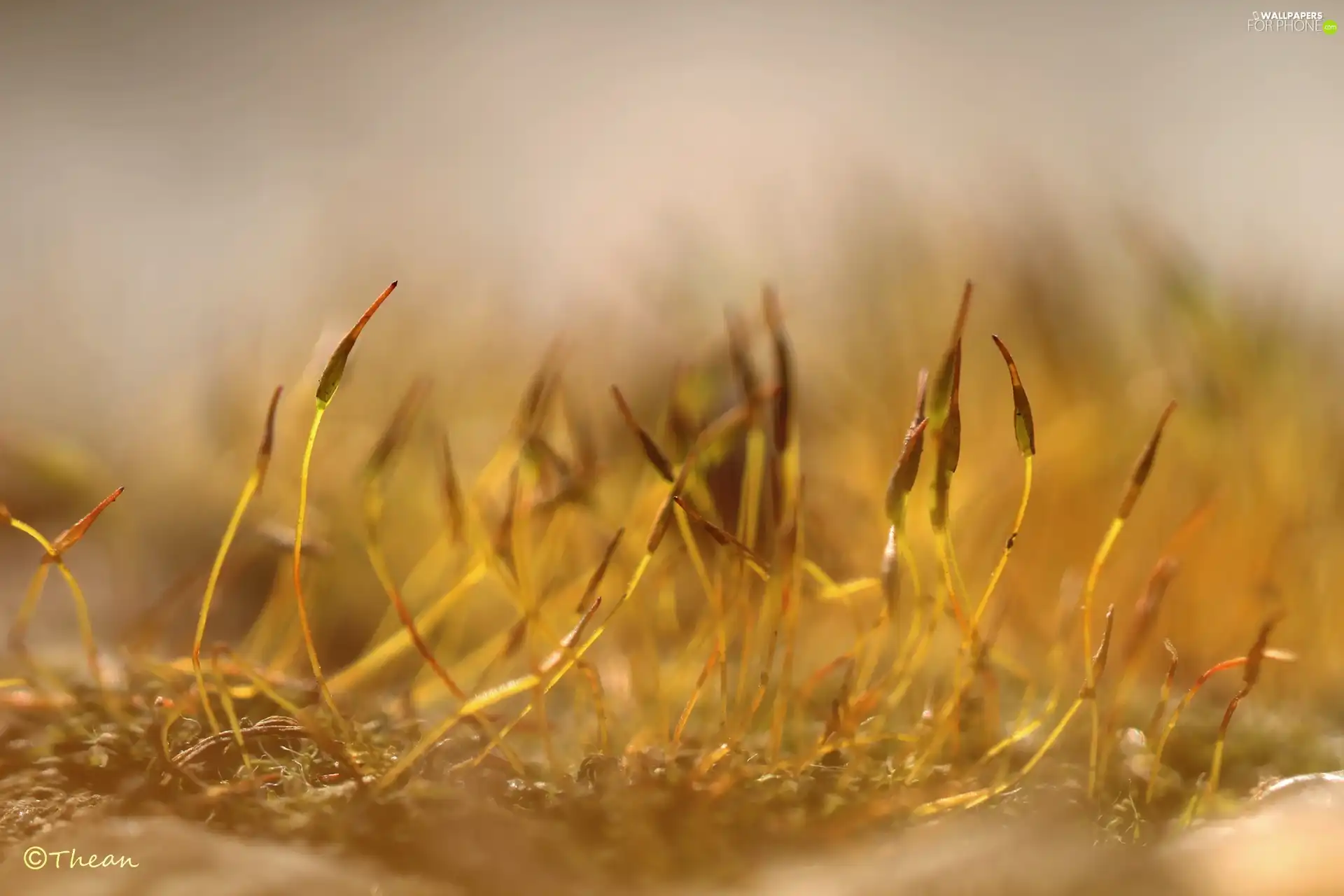 Close, Moss, blades