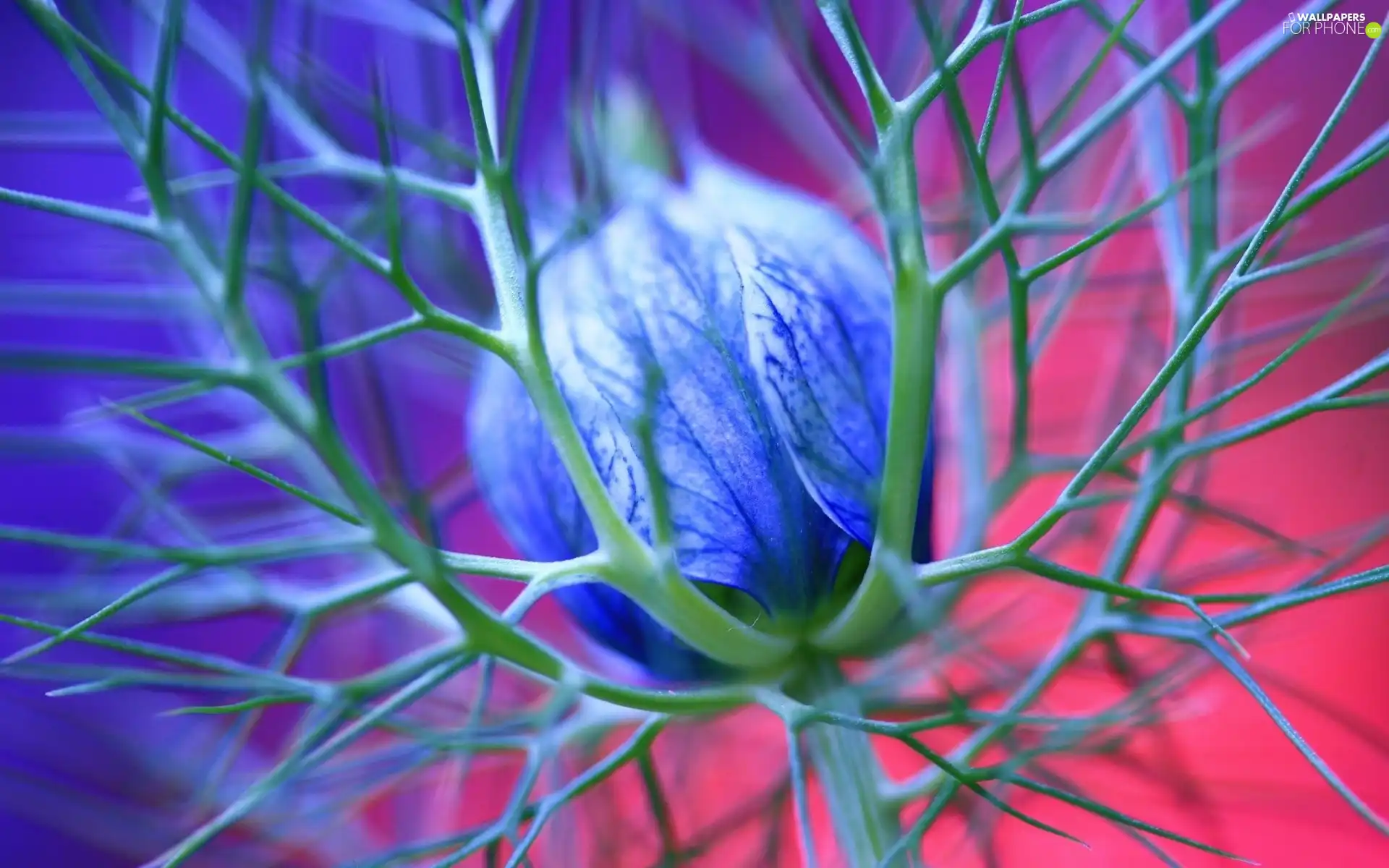 blue, Colourfull Flowers, Close, bud