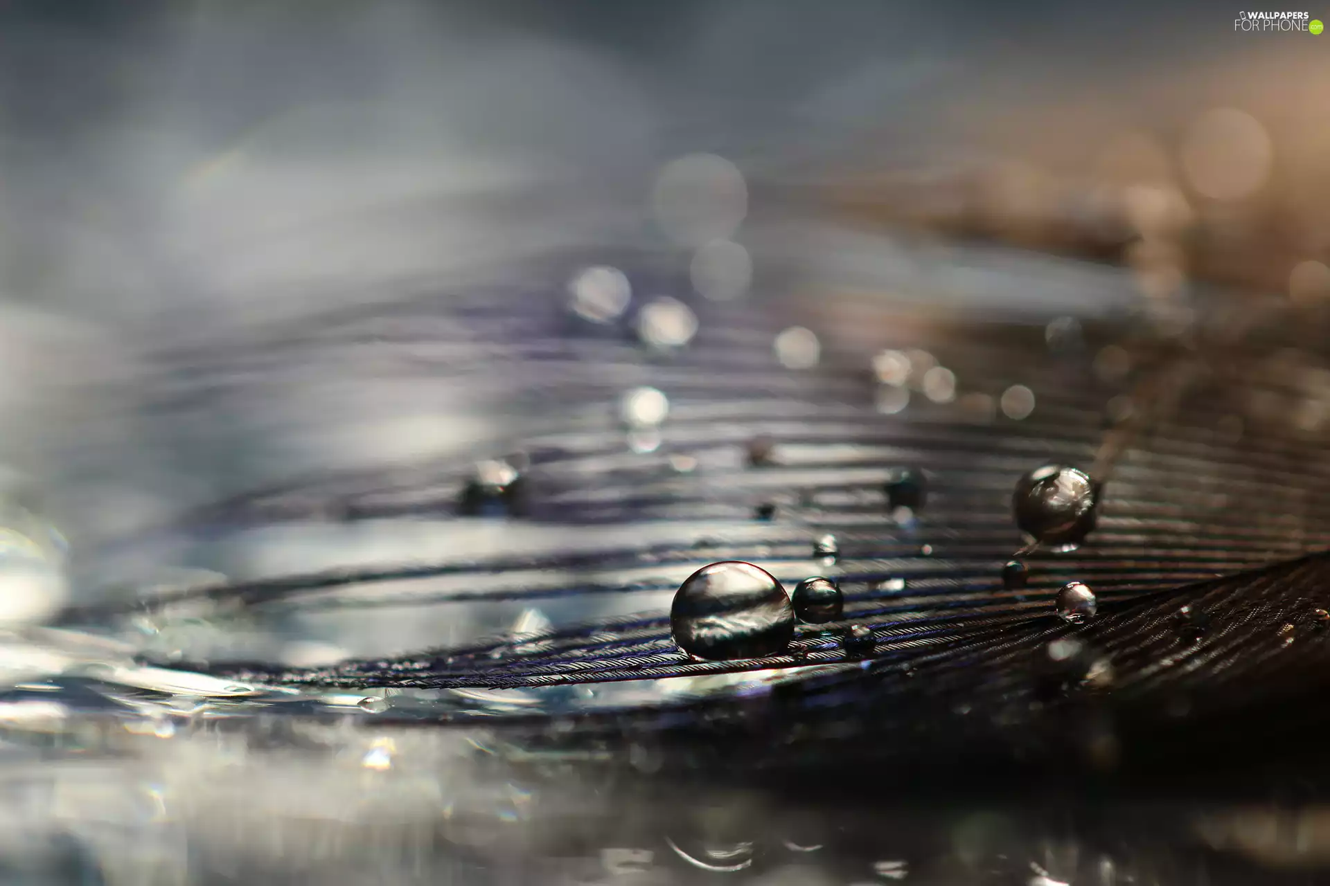 drops, Close, blurry background, feather
