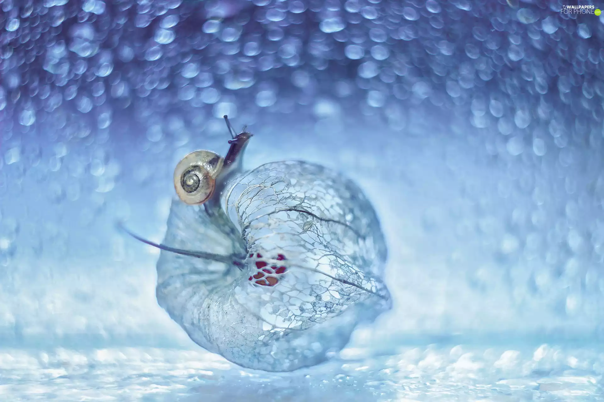 snail, Close, Bokeh, physalis bloated