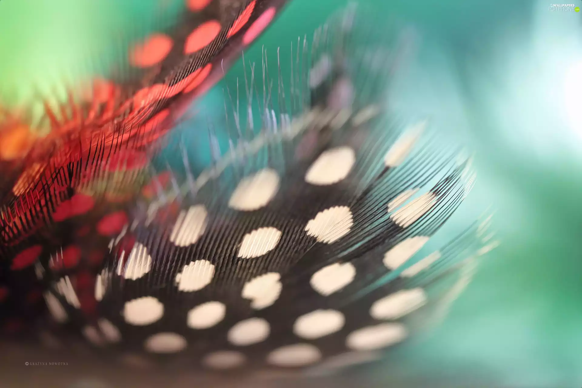 Close, feather, color