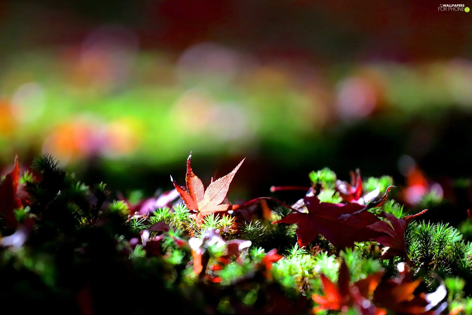 color, Moss, Close, Leaf