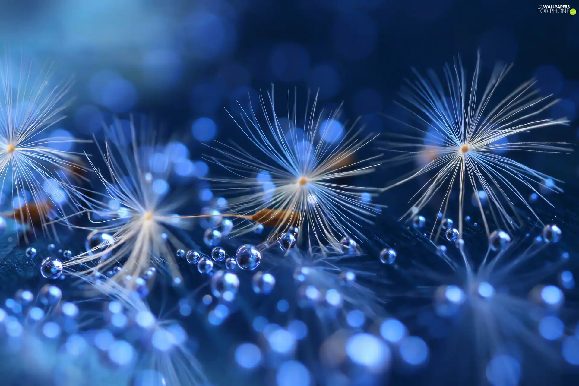 Close, dandelions, dew