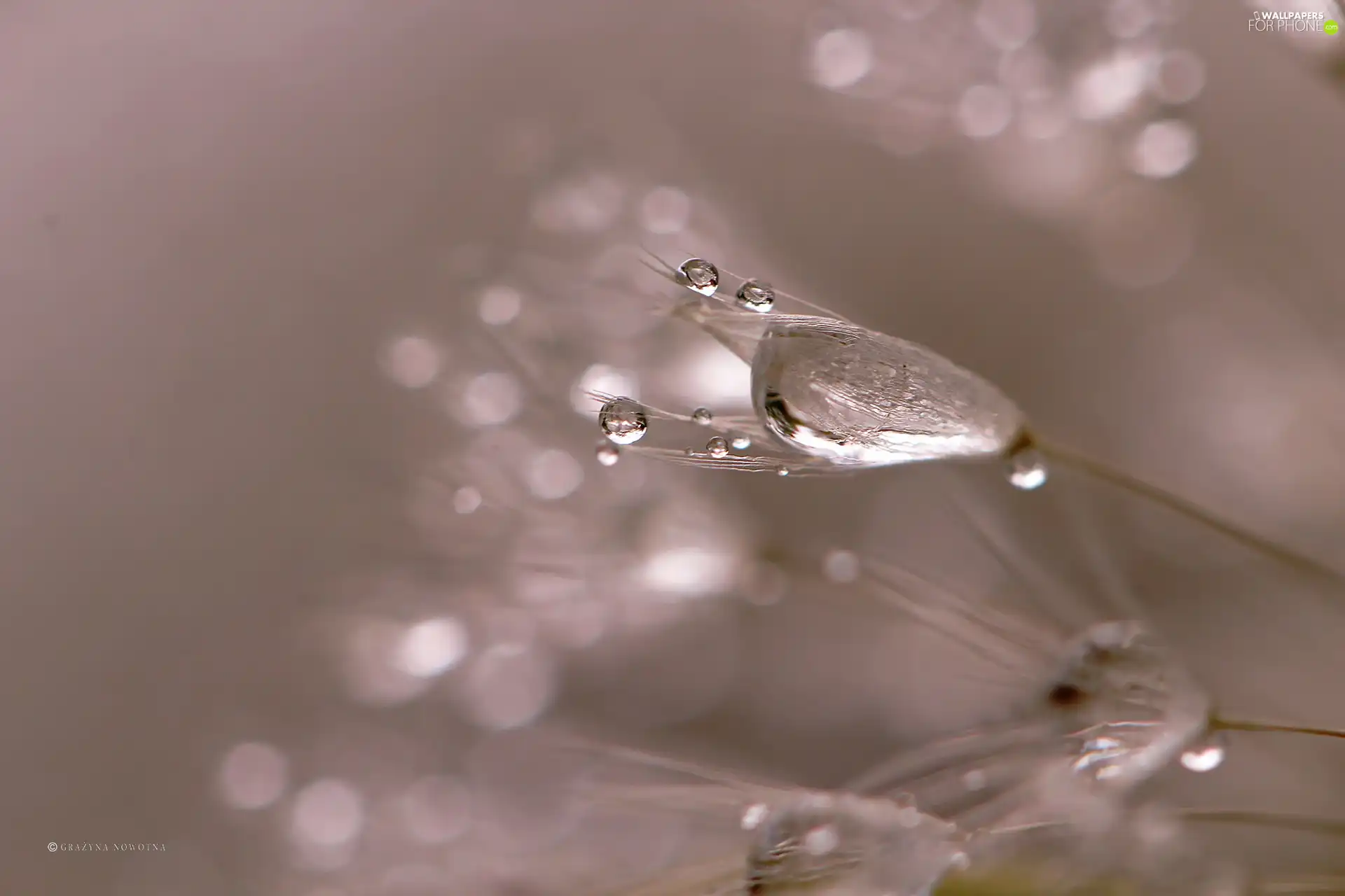 Common Dandelion, drops, Close, dandelion