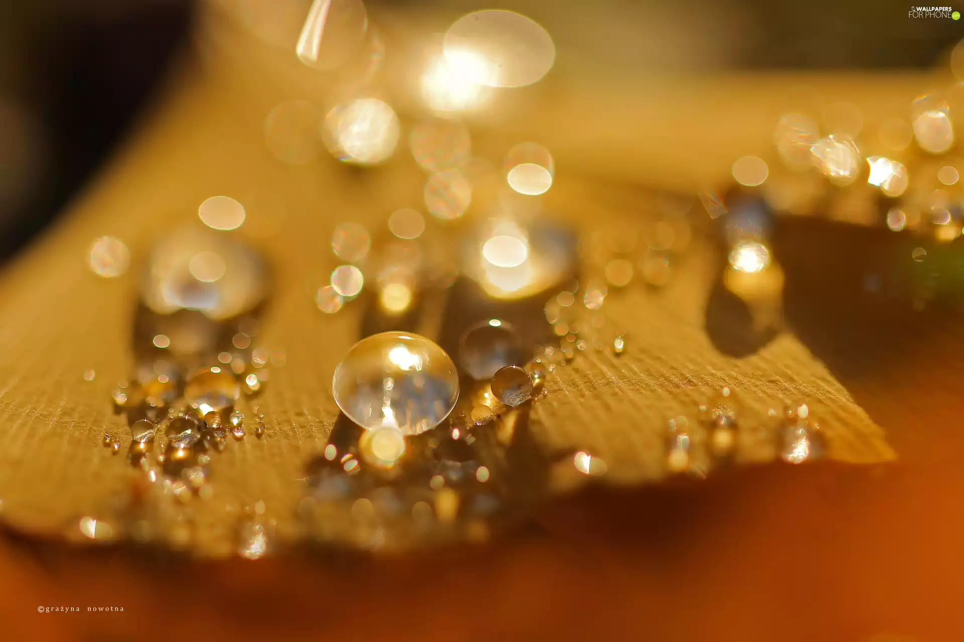 drops, leaf, Ginkgo, Close