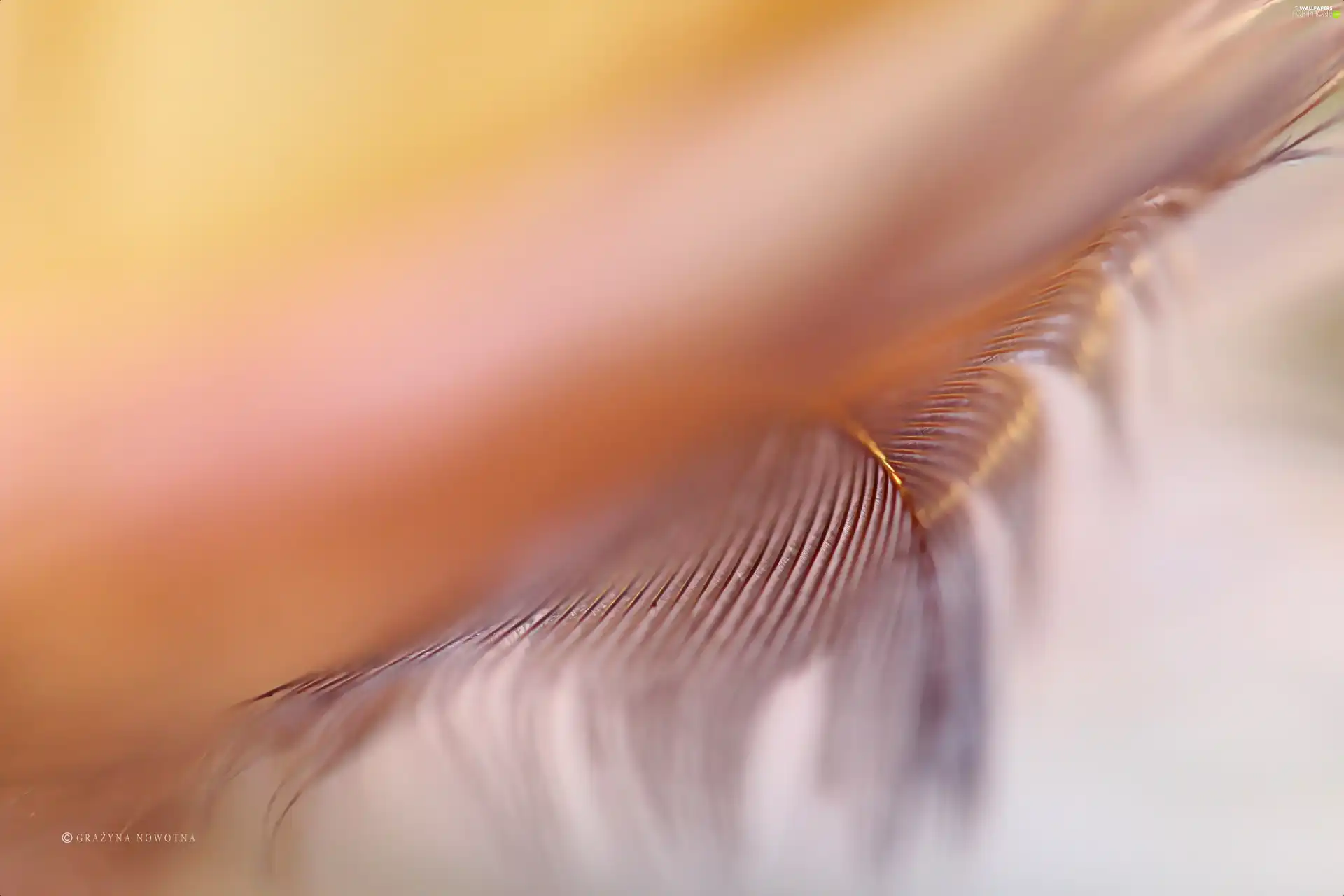 feather, Close