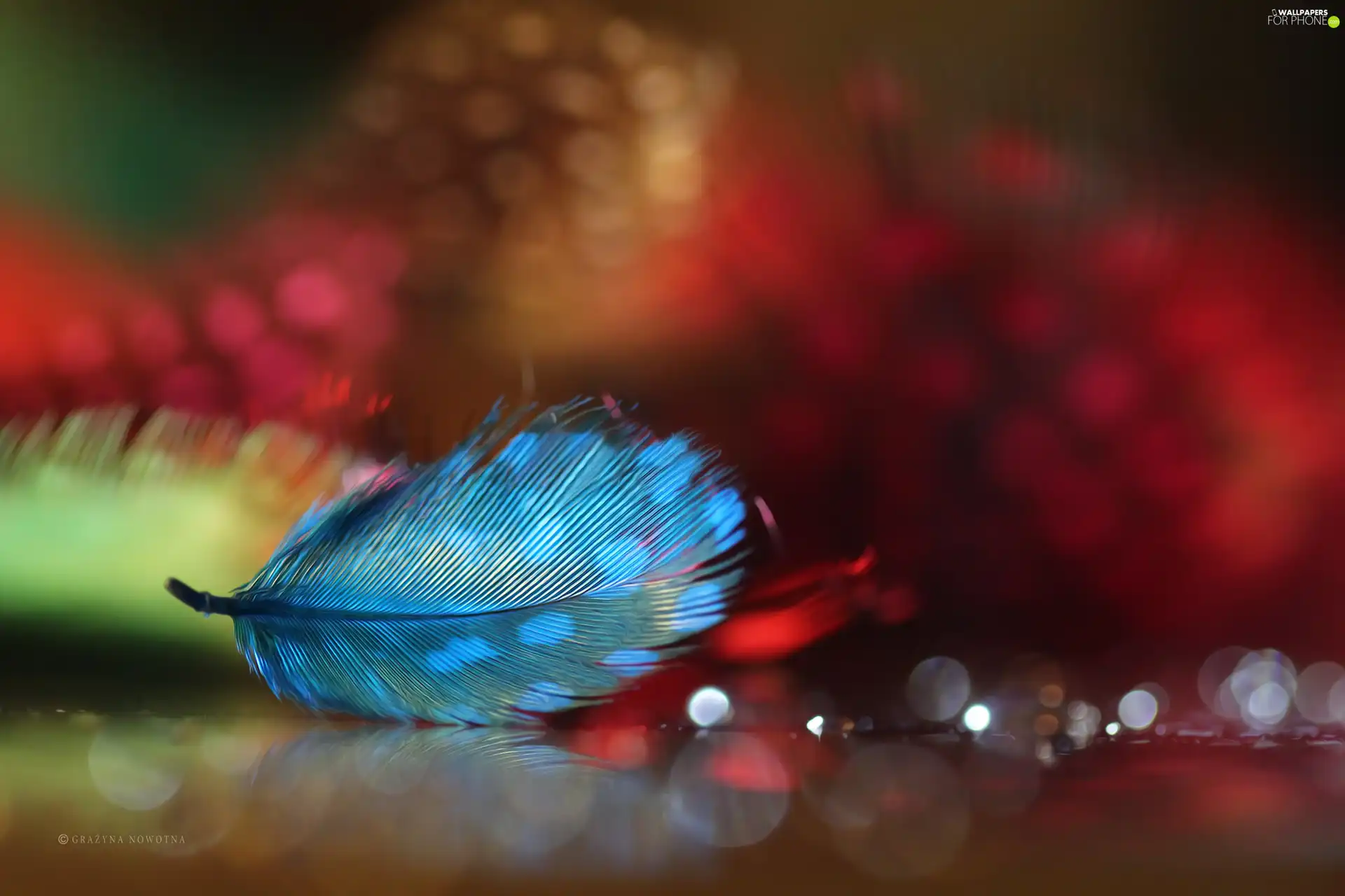 Close, Blue, feather