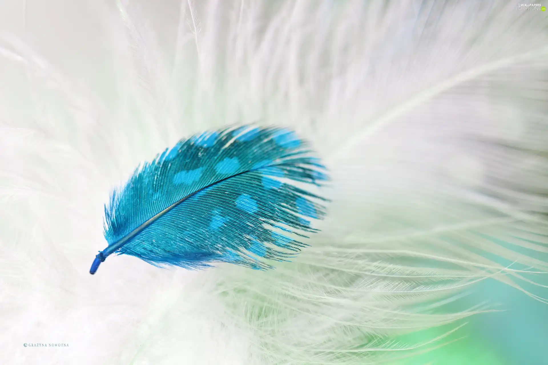 Close, Blue, feather