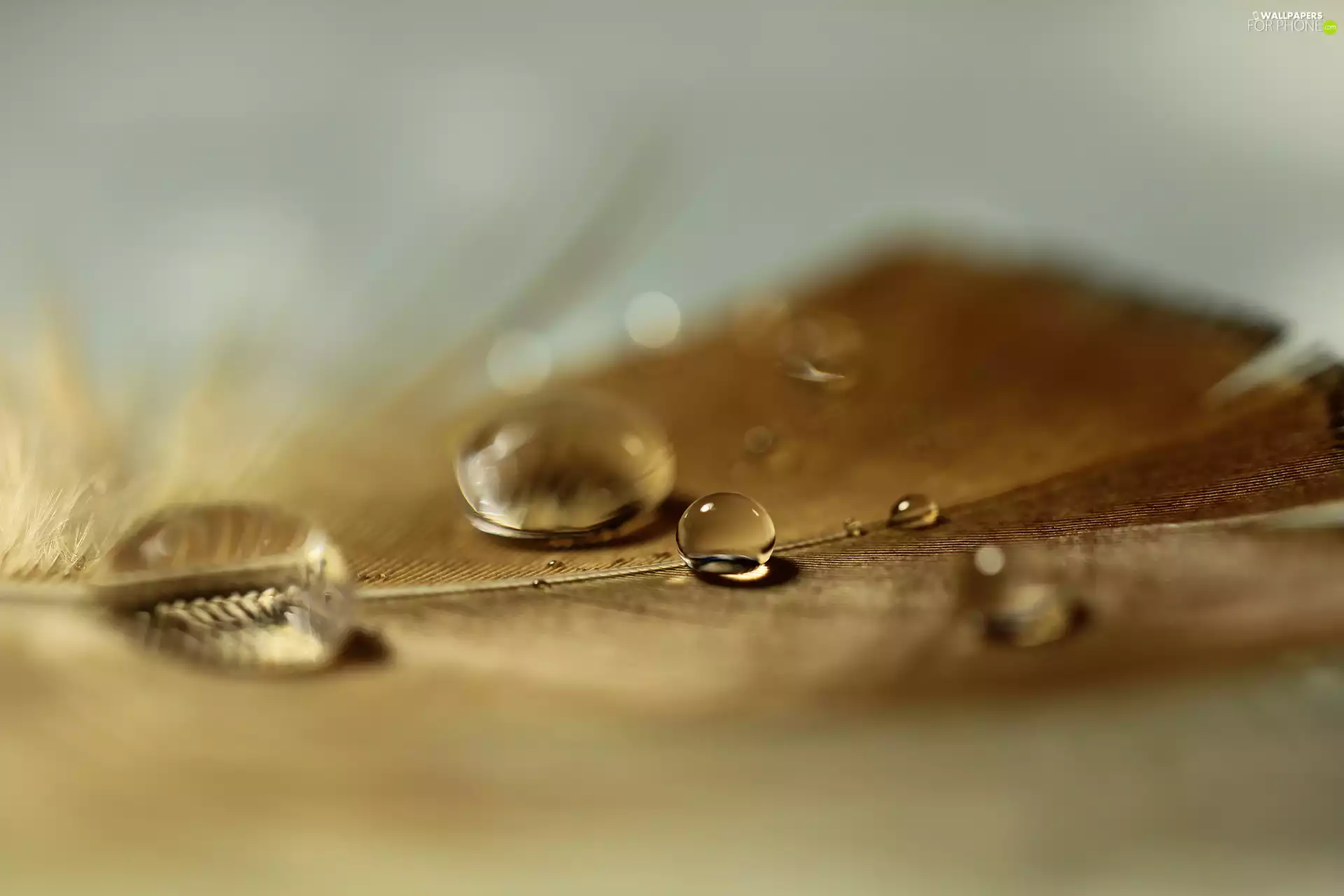 Close, drops, feather