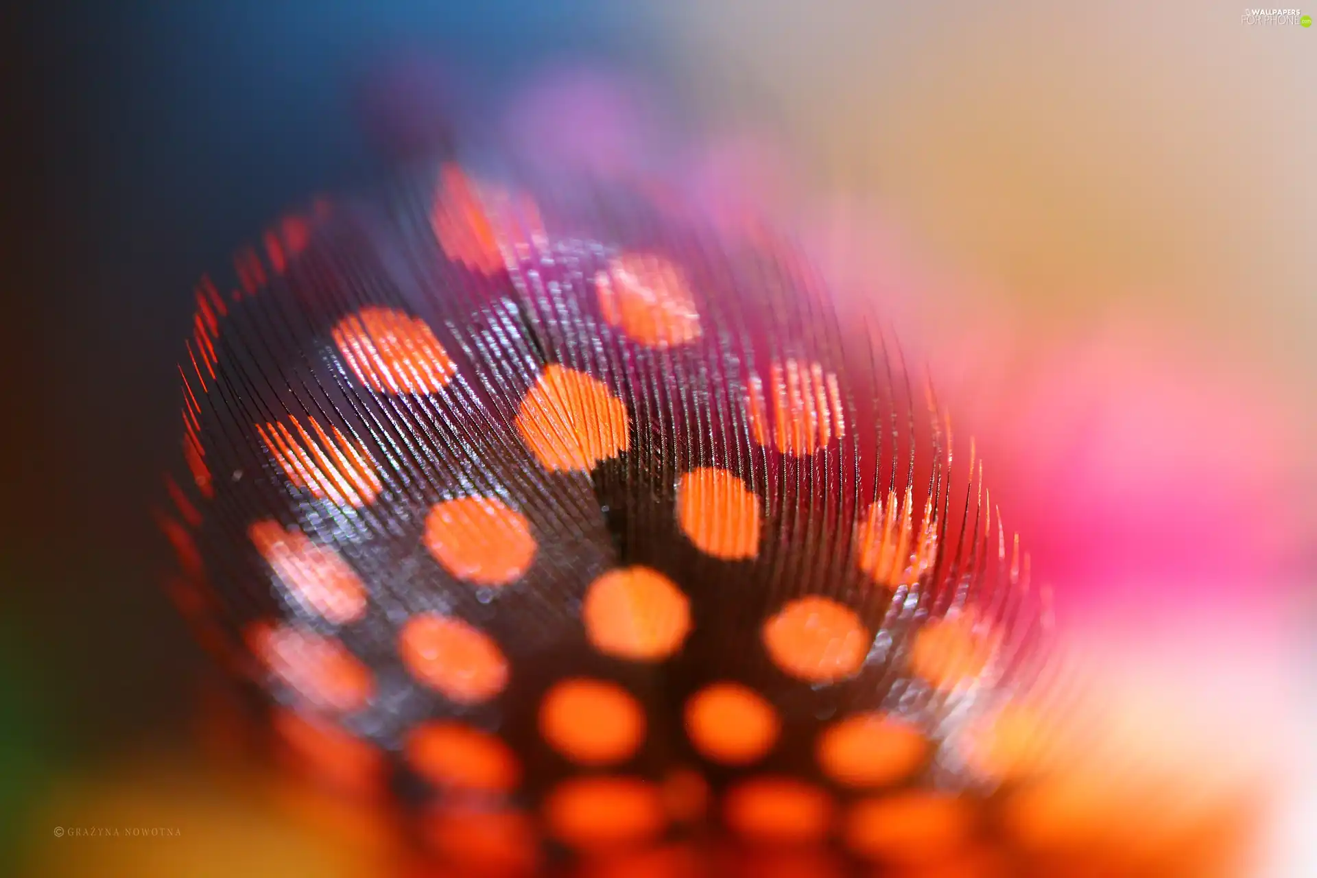 Close, Orange, feather